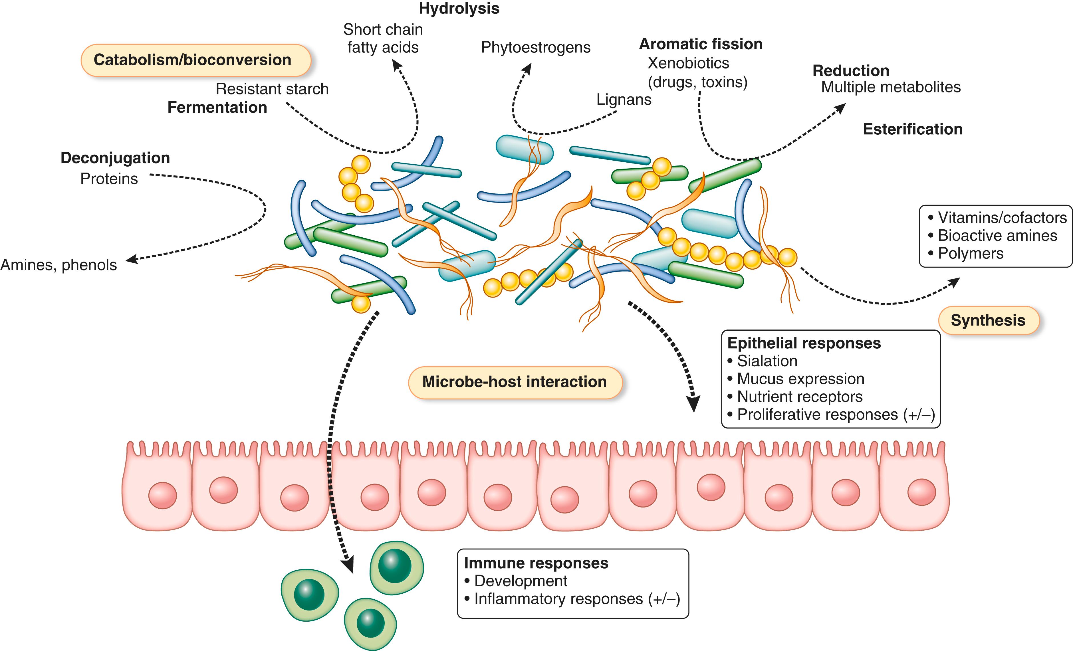 FIGURE 257-2, Potential functions of the indigenous microbiota.