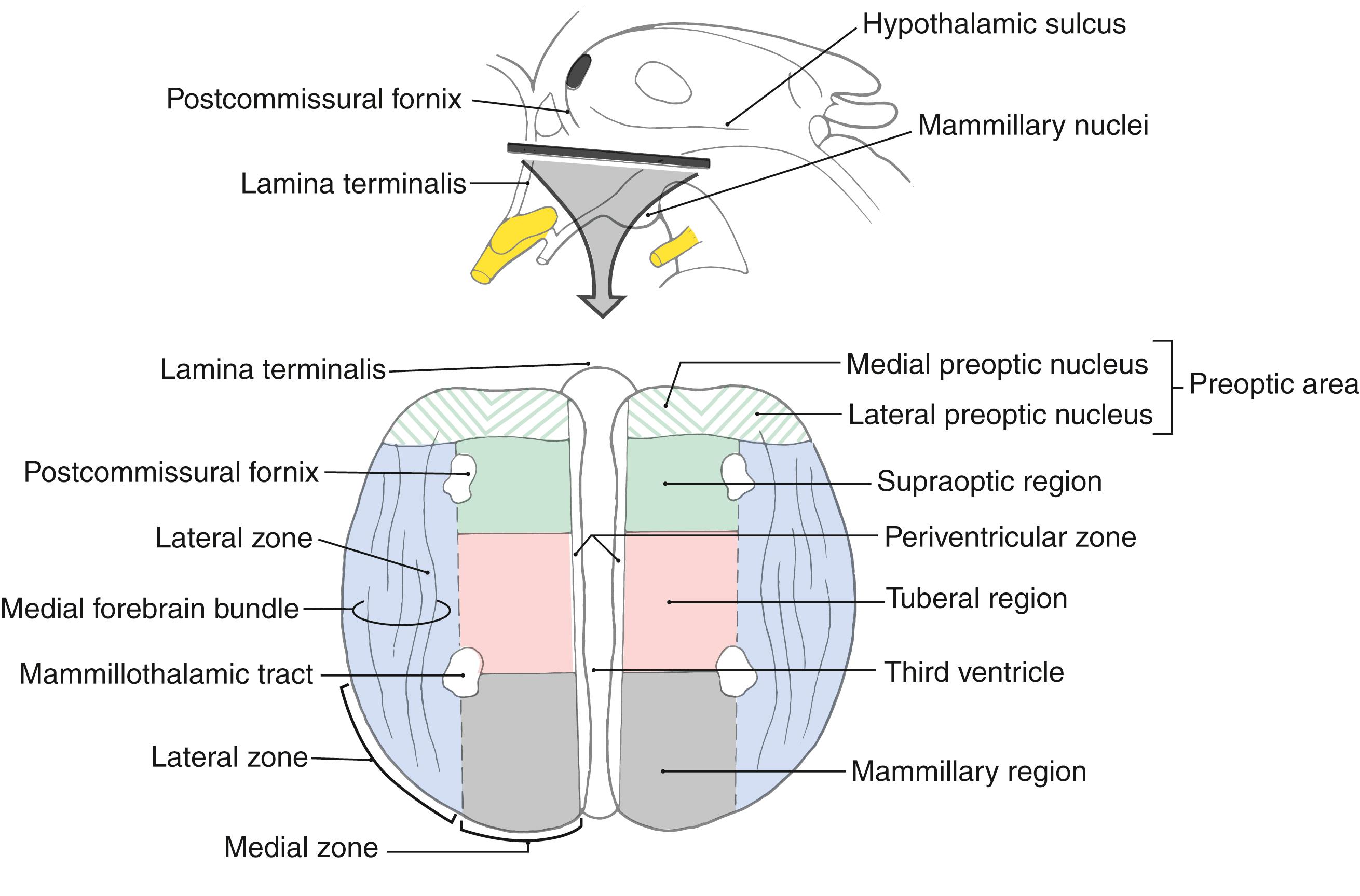 Fig. 30.4, Diagrammatic representation of the hypothalamus in the axial (horizontal) plane showing the zones and regions.