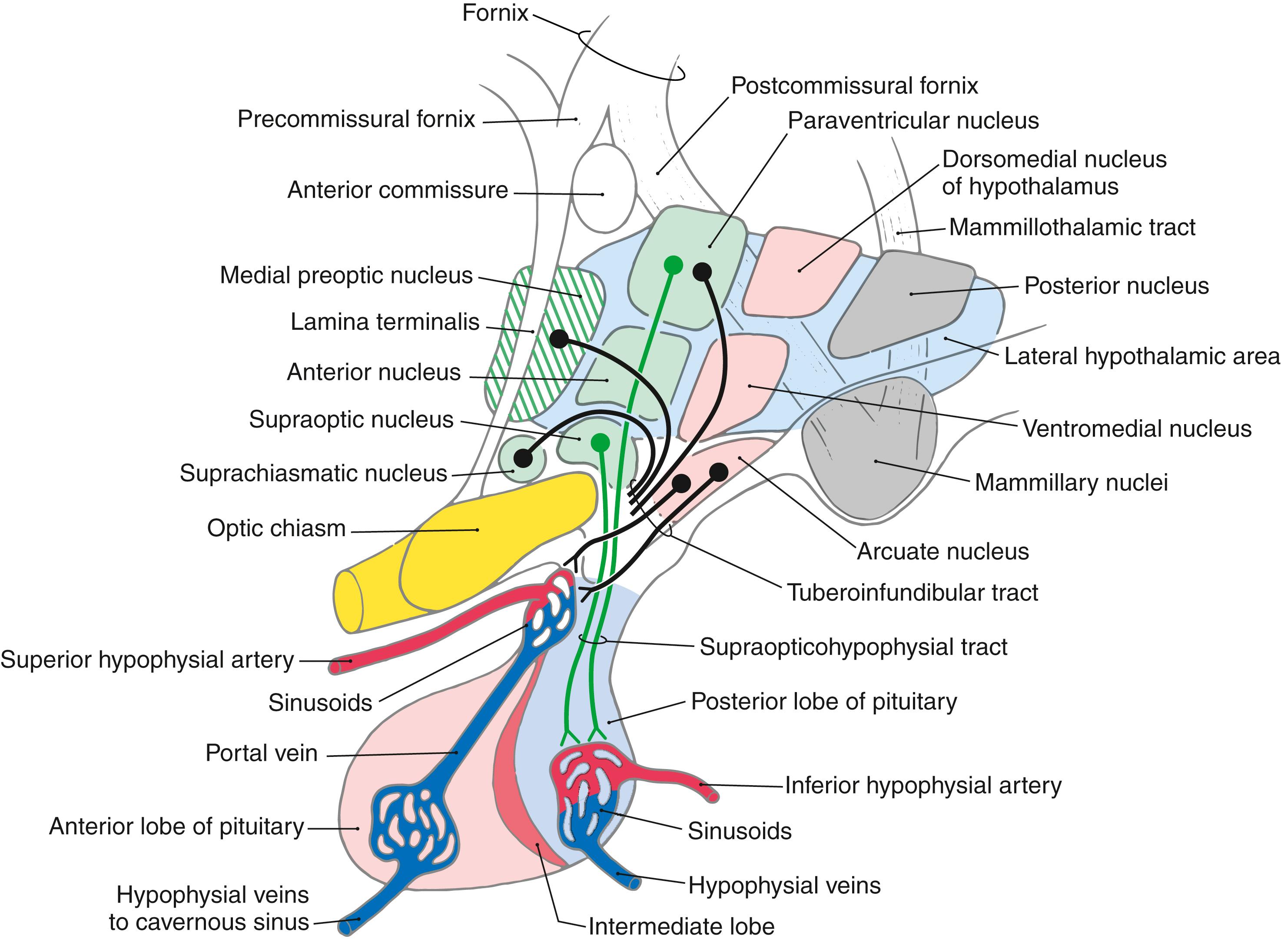 Fig. 30.5, Midsagittal view of the hypothalamus emphasizing the nuclei that contribute to the tuberoinfundibular and supraopticohypophysial tracts, the hypophysial portal system, and the general relations of the fornix and mammillothalamic tract.