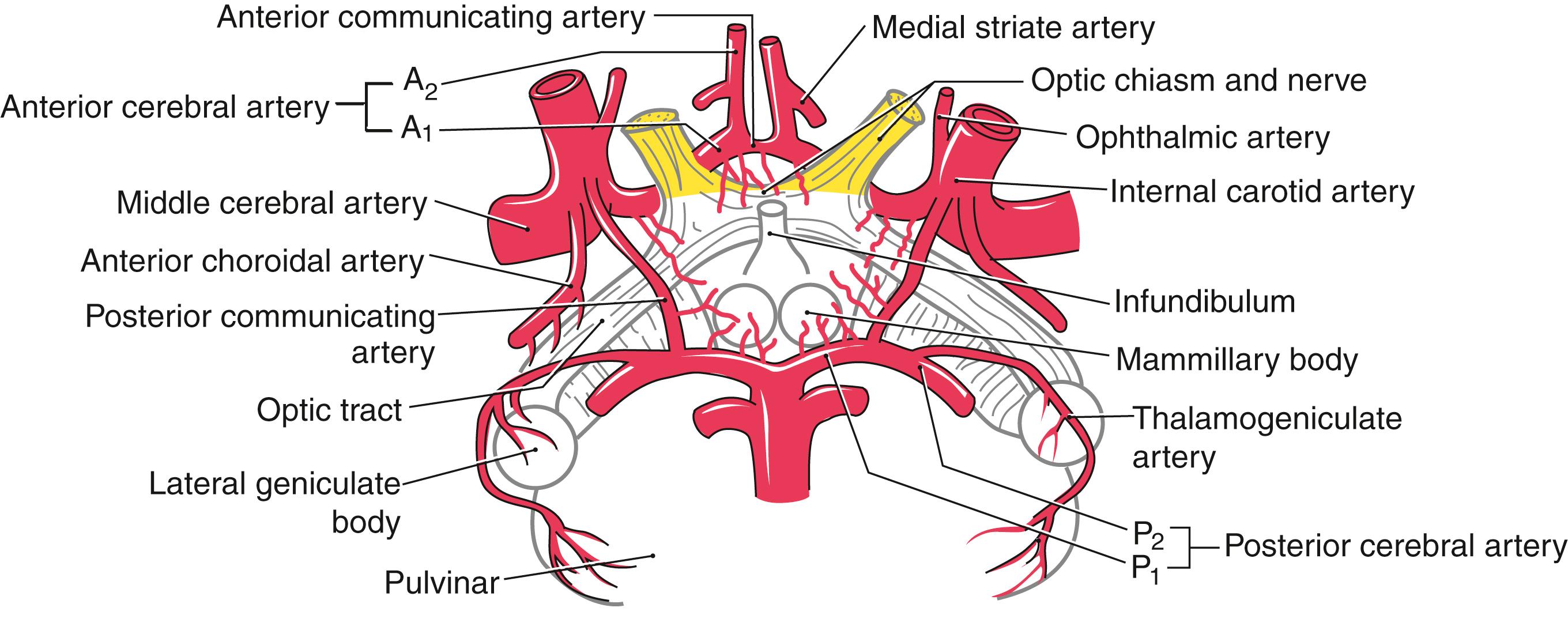 Fig. 30.7, The blood supply to the hypothalamus.