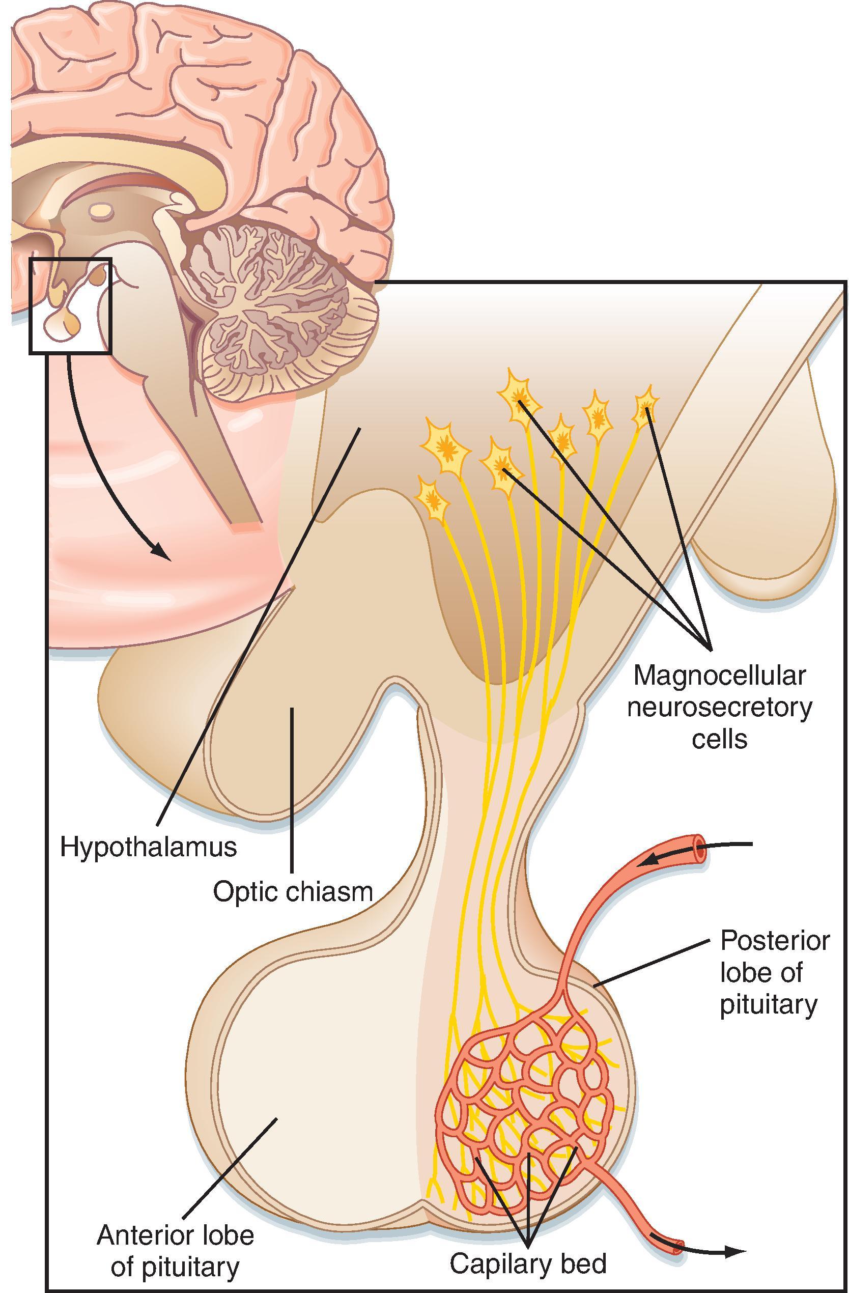 Fig. 41.3, Magnocellular neurons of the hypothalamus (paraventricular and supraoptic nuclei) project their axons down the infundibular process and terminate in the pars nervosa (posterior lobe), where they release their hormones (either ADH or oxytocin) into a capillary bed.