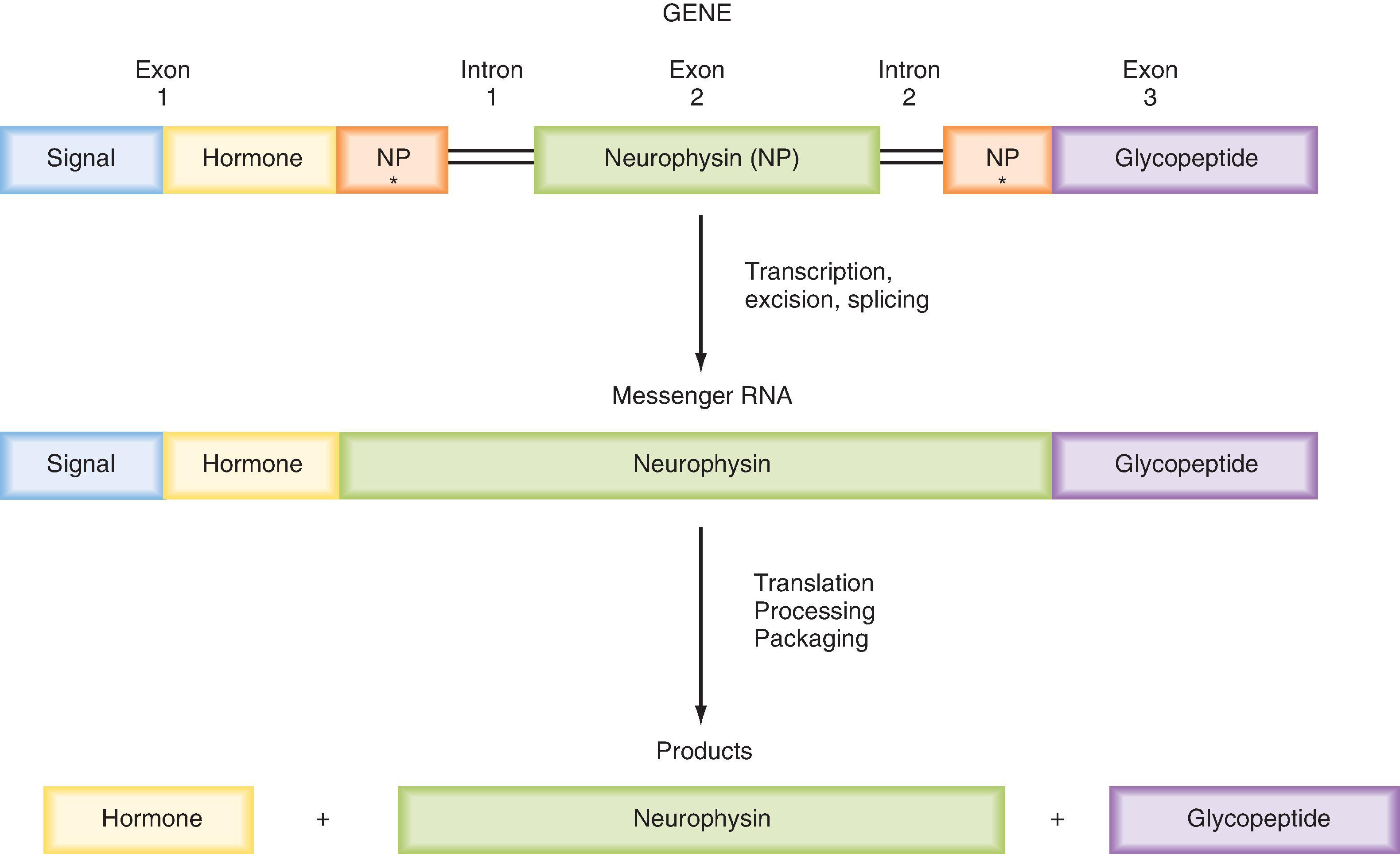 Fig. 41.4, Synthesis and processing of preprovasopressin or preprooxytocin.