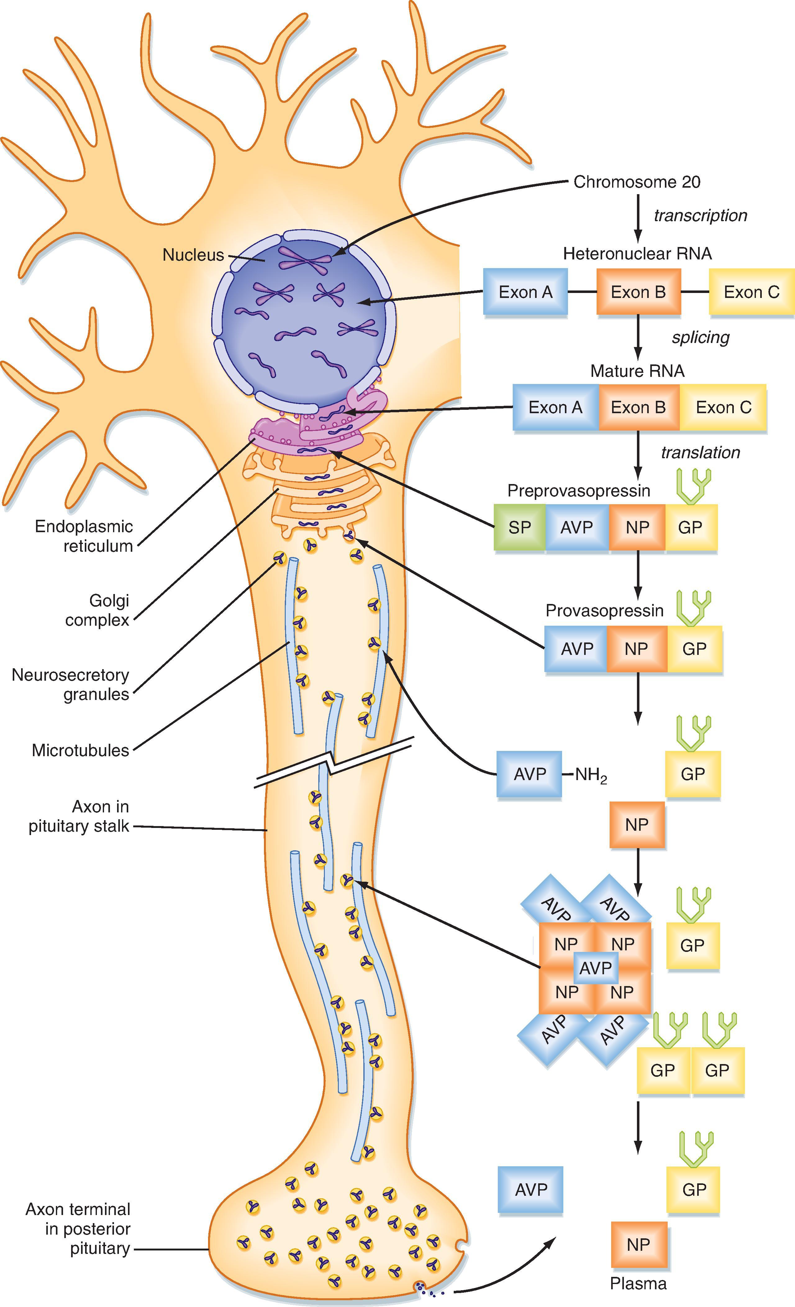 Fig. 41.5, Synthesis, processing, and transport of preprovasopressin. Human ADH (also called arginine vasopressin [AVP] ) is synthesized in the hypothalamic magnocellular cell bodies and packaged into neurosecretory granules. During intraaxonal transport of the granules down the infundibular process to the pars nervosa, provasopressin is proteolytically cleaved into the active hormone (AVP = ADH), neurophysin (NP) , and a C-terminal glycoprotein (GP) . NP arranges into tetramers that bind five AVP molecules. All three fragments are secreted from axonal termini in the pars nervosa (posterior pituitary) and enter the systemic blood. Only AVP (ADH) is biologically active. SP , signal peptide.