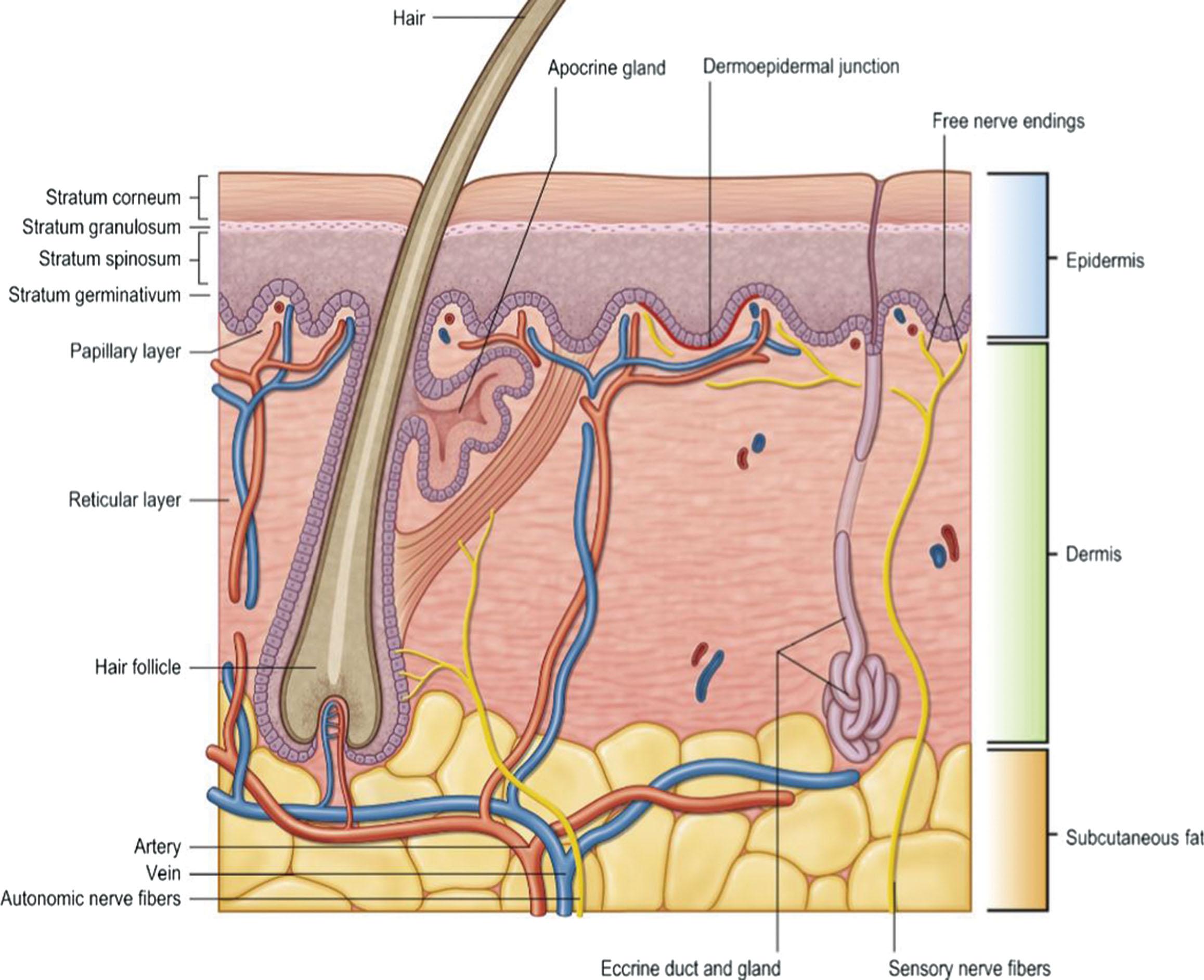 Fig. 12.3, Diagram showing the epidermis, dermis, subcutaneous fat, and the adnexal structures within the skin.