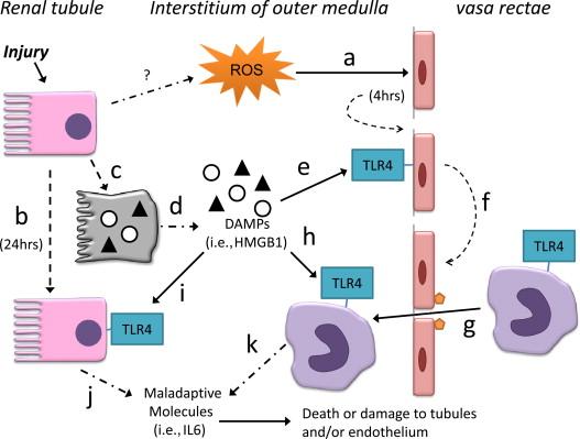 Figure 88.2, The structure of HMGB1. TLR4-HMGB1 in Ischemic AKI. In response to reactive oxygen species (ROS) released during ischemia/ reperfusion, endothelia of the vasa rectae express TLR4 within four hours after reperfusion (a). Renal tubules also express TLR4, but only after 24 hours following reperfusion; renal tubular TLR4 expression is a response to interferon gamma and TNFα (b). Injury also increases renal tubular production of endogenous TLR4 ligands such as HMGB1 (b), and severely injured cells release these ligands into the extracellular space (d). These extracellular TLR4-ligands trigger maladaptive responses. They activate TLR4 on endothelial cells (e) which in turn, express adhesion molecules (f) that facilitate diapedesis of monocytes (macrophages) from blood into the renal interstitial space (g). The endogenous TLR4-ligands (HMGB1) then activate TLR4 on macrophages (h), and tubules (i). The activated macrophages and tubules release maladaptive molecules such as interleukin 6 (j & k) that exacerbate injury. From Lu CY, Winterberg PD, Chen J, Hartono JR. Acute kidney injury: a conspiracy of toll-like receptor 4 on endothelia, leukocytes, and tubules. Pediatr Nephrol 2011. http://www.ncbi.nlm.nih.gov/pubmed/22033798 .