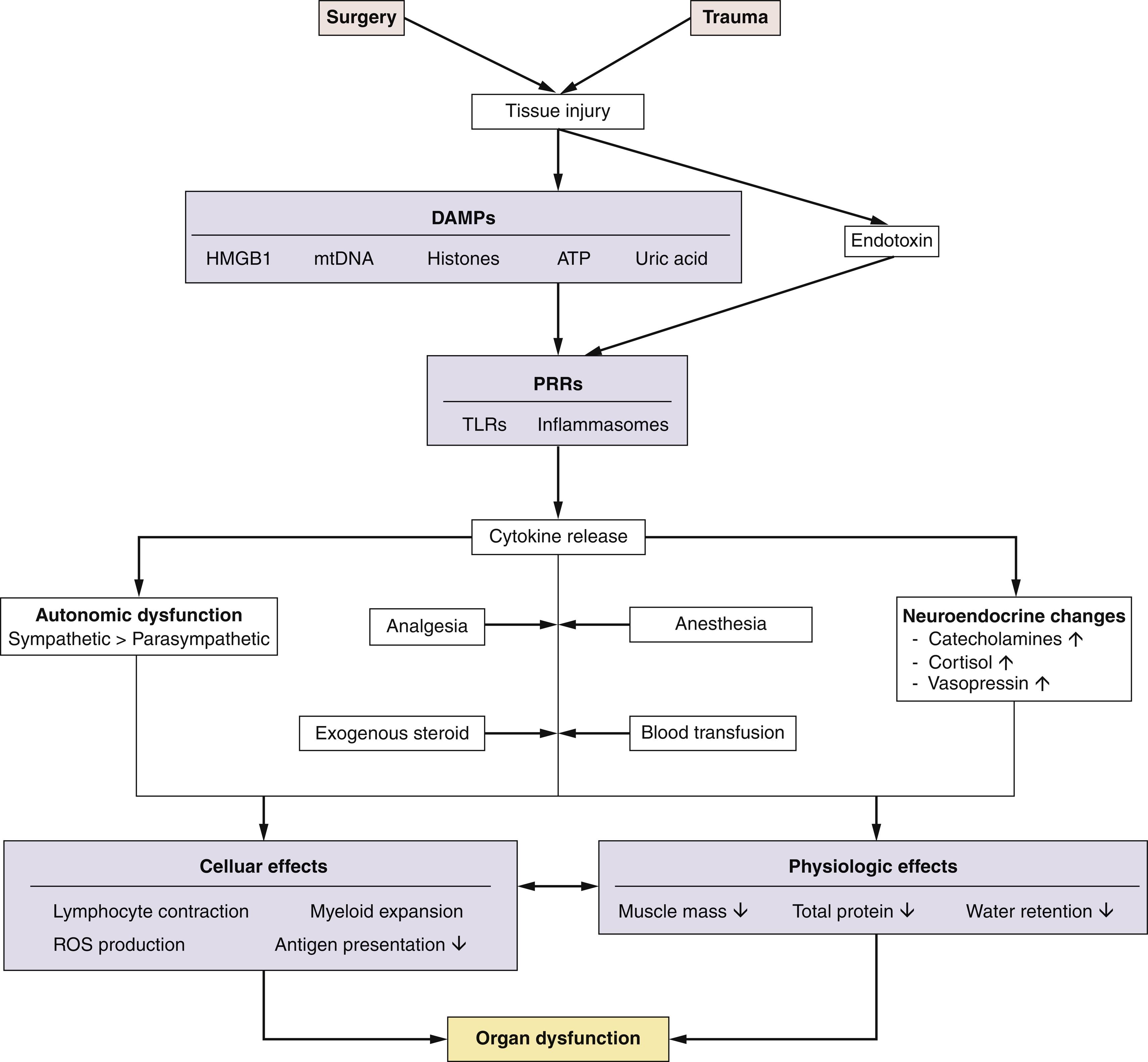 Fig. 2.1, An overview of the molecular, cellular, and physiologic responses to tissue injury leading to organ dysfunction. Both surgery and trauma are characterized by tissue damage that disrupts cellular integrity and releases intracellular contents into the extracellular space. The release of certain intracellular components (DAMPs) can be detected by the host via pattern recognition receptors. The ligation of PRRs results in cytokine release as the body attempts to amplify danger signals that initiate protection and repair mechanisms. Cytokine production has direct cellular effects but also on the endocrine and autonomic nervous systems. Cytokine production is further promoted iatrogenically through the administration of common perioperative medications and blood transfusion. ATP , Adenosine triphosphate; DAMP , damage-associated molecular pattern; HMGB1 , high mobility group box 1 protein; mtDNA , mitochondrial deoxyribonucleic acid; PRR , pattern recognition receptor; ROS , reactive oxygen species; TLR , Toll-like receptor.