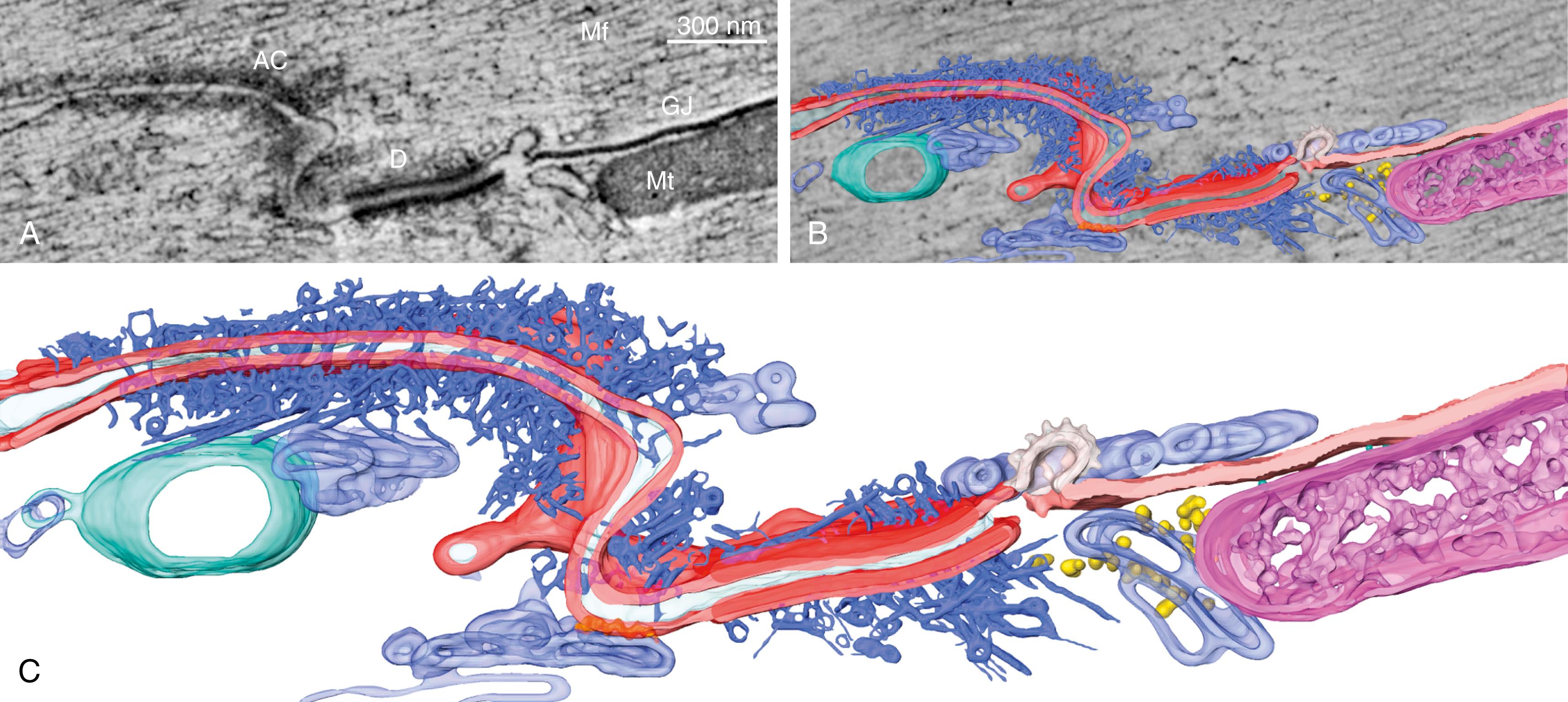 Fig. 22.2, Electron microscopy tomography section and three-dimensional (3D)-rendered representation of a portion of an intercalated disc from mouse ventricular tissues.