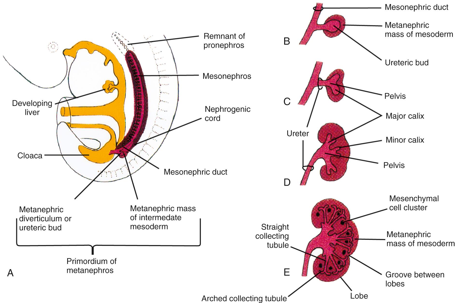 FIG. 9.1, Embryology of the Kidney and Ureter.