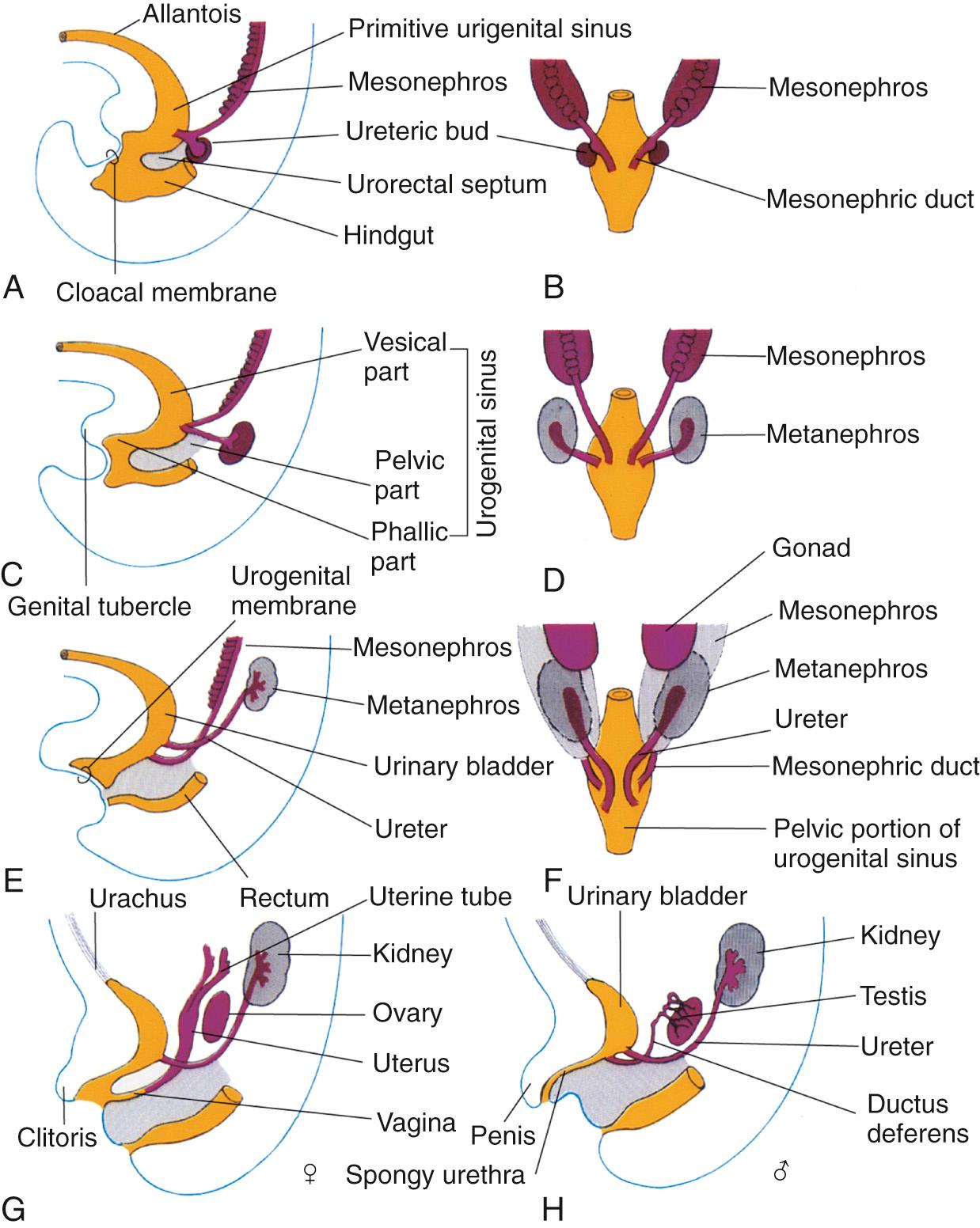 FIG. 9.2, Embryology of the Bladder and Urethra.