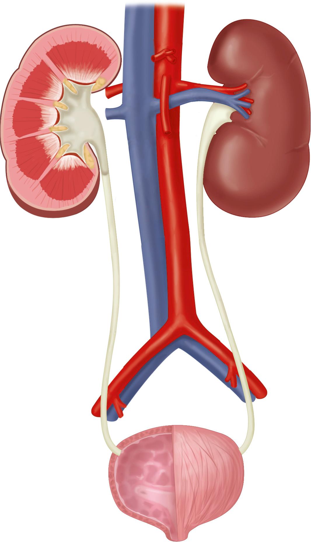 FIG. 9.3, Anatomy of the Kidney, Ureter, and Bladder.