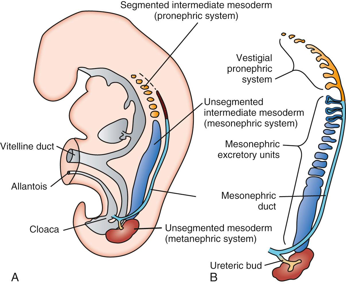 Fig. 93.1, Development of the early embryonic kidney. A, Schematic diagram showing the relation of the intermediate mesoderm of the pronephric, mesonephric, and metanephric systems. In the cervical and upper thoracic regions, the intermediate mesoderm is segmented; in the lower thoracic, lumbar, and sacral regions, it forms a solid, unsegmented mass of tissue known as the nephrogenic cord. Note the longitudinal collecting duct, initially formed by the pronephros but later taken over by the mesonephros. B, Schematic representation of the excretory tubules of the pronephric and mesonephric systems in a 5-week-old embryo. The ureteric bud penetrates the metanephric tissue. Note the remnant of the pronephric excretory tubules and longitudinal collecting duct.