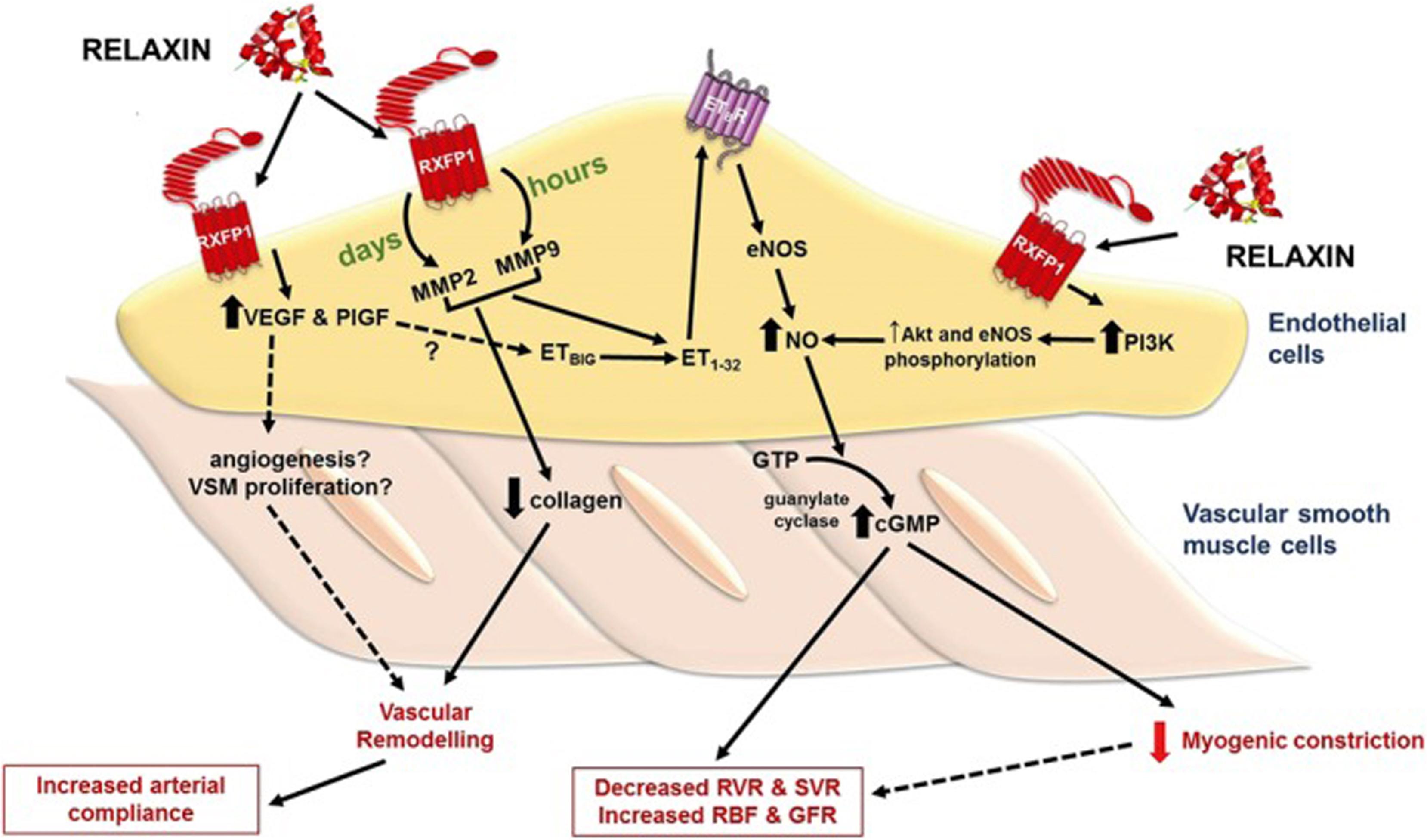 Figure 14.4, Effects of relaxin treatment in small renal arteries. Relaxin administration for hours and days increases MMP activities in endothelial cells, leading to the conversion of big ET to ET 1–32 , which activates endothelial ET B receptors. Stimulation of endothelial ET B receptors causes NO production and activates smooth muscle soluble guanylate cyclase, leading to cGMP accumulation and vasodilation. Vasodilation of small renal arteries reduces myogenic constriction and renal vascular resistance (RVR) and increases renal blood flow (RBF) and GFR. Short-term relaxin also directly acts on endothelial RXFP1 receptors to increase PI3 kinase-dependent Akt-eNOS phosphorylation, resulting in NO production.