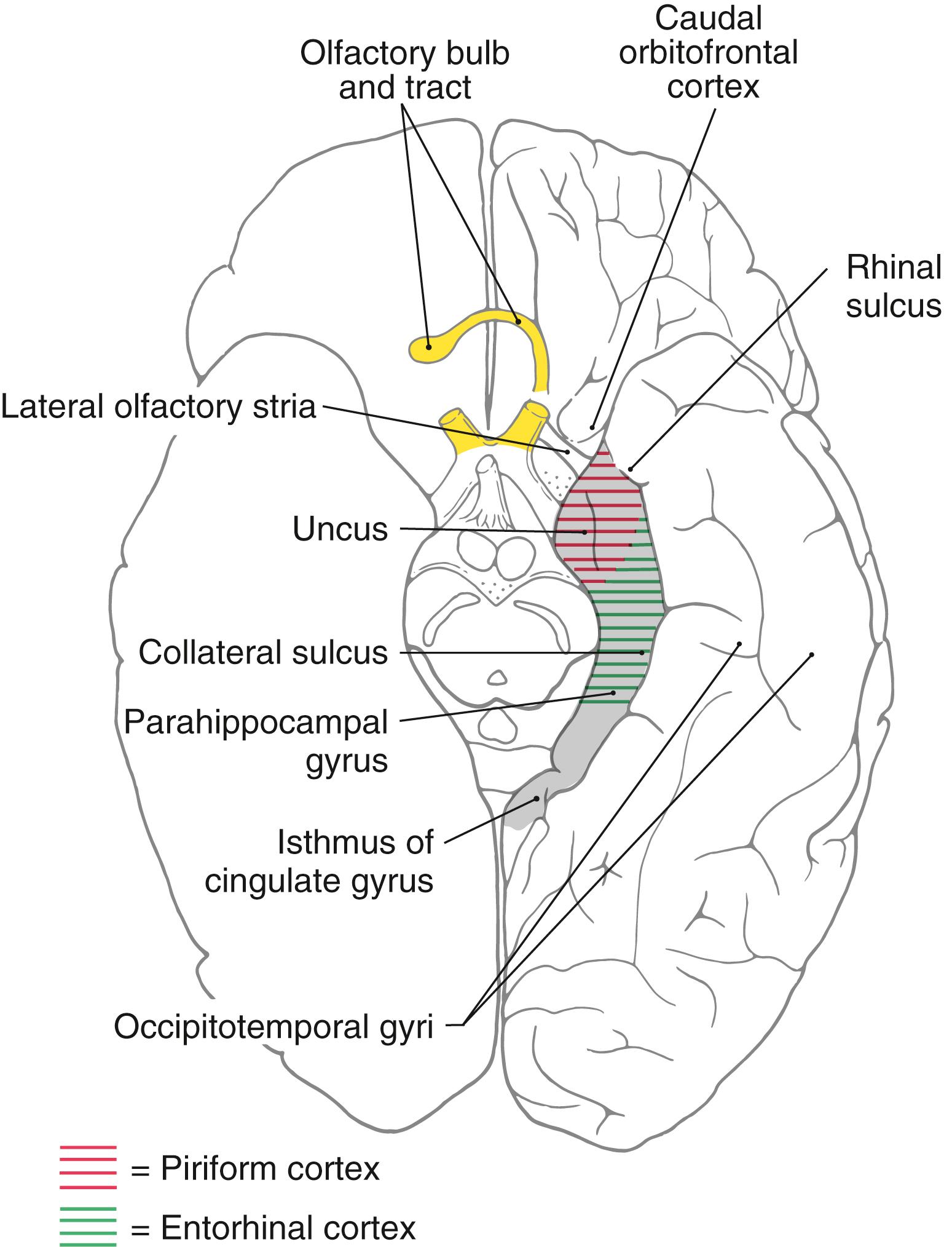 Fig. 31.2, Cortical structures of the limbic lobe as seen on an anterior (ventral) view of the hemisphere.