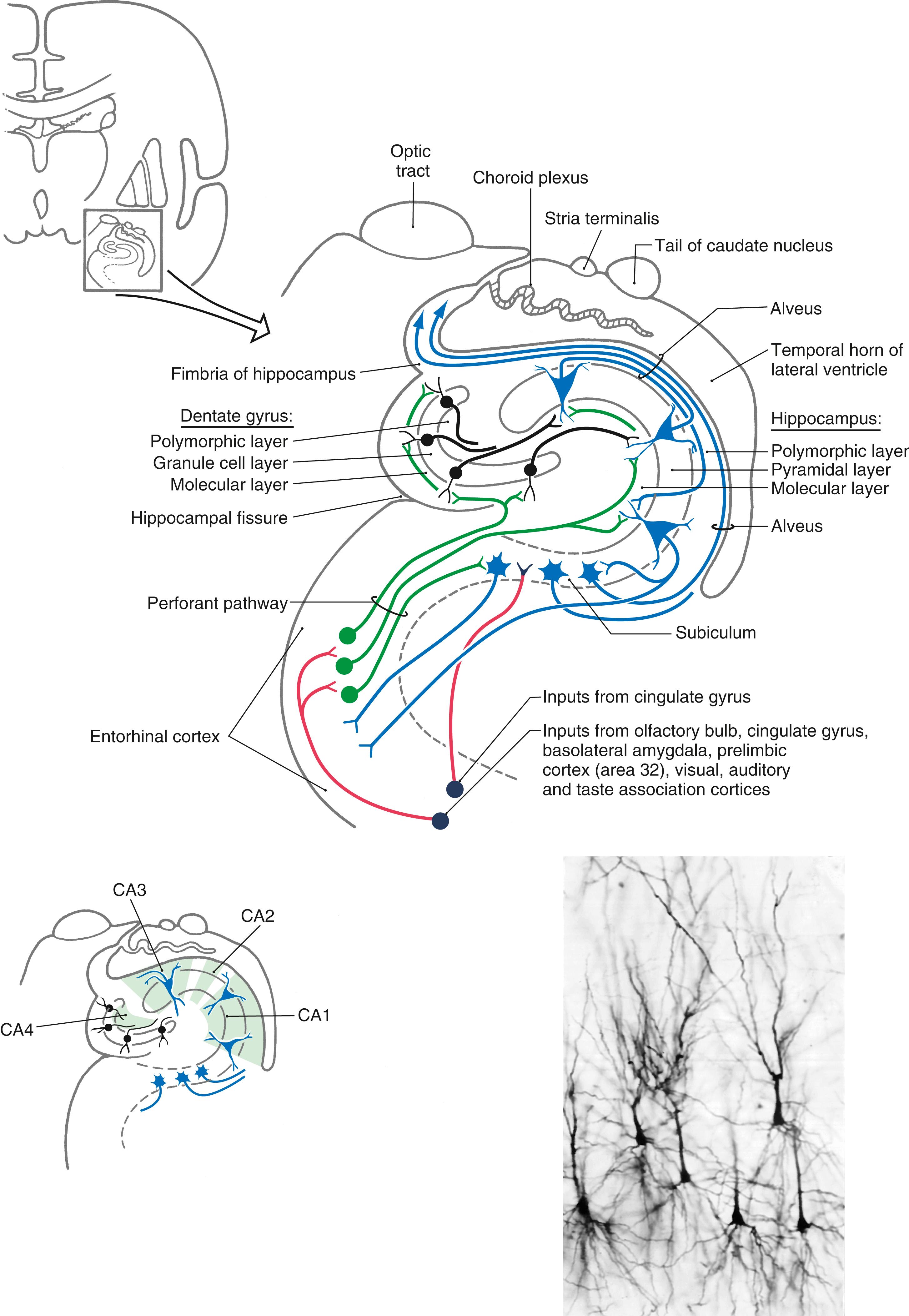 Fig. 31.4, The basic structure of the hippocampal formation and its relation to adjacent structures. The cell types of the dentate gyrus, hippocampus, and subiculum are shown diagrammatically. The general locations of fields C1 to C4 are shown on the lower left; a Golgi stain of double pyramidal cells is shown at the lower right.