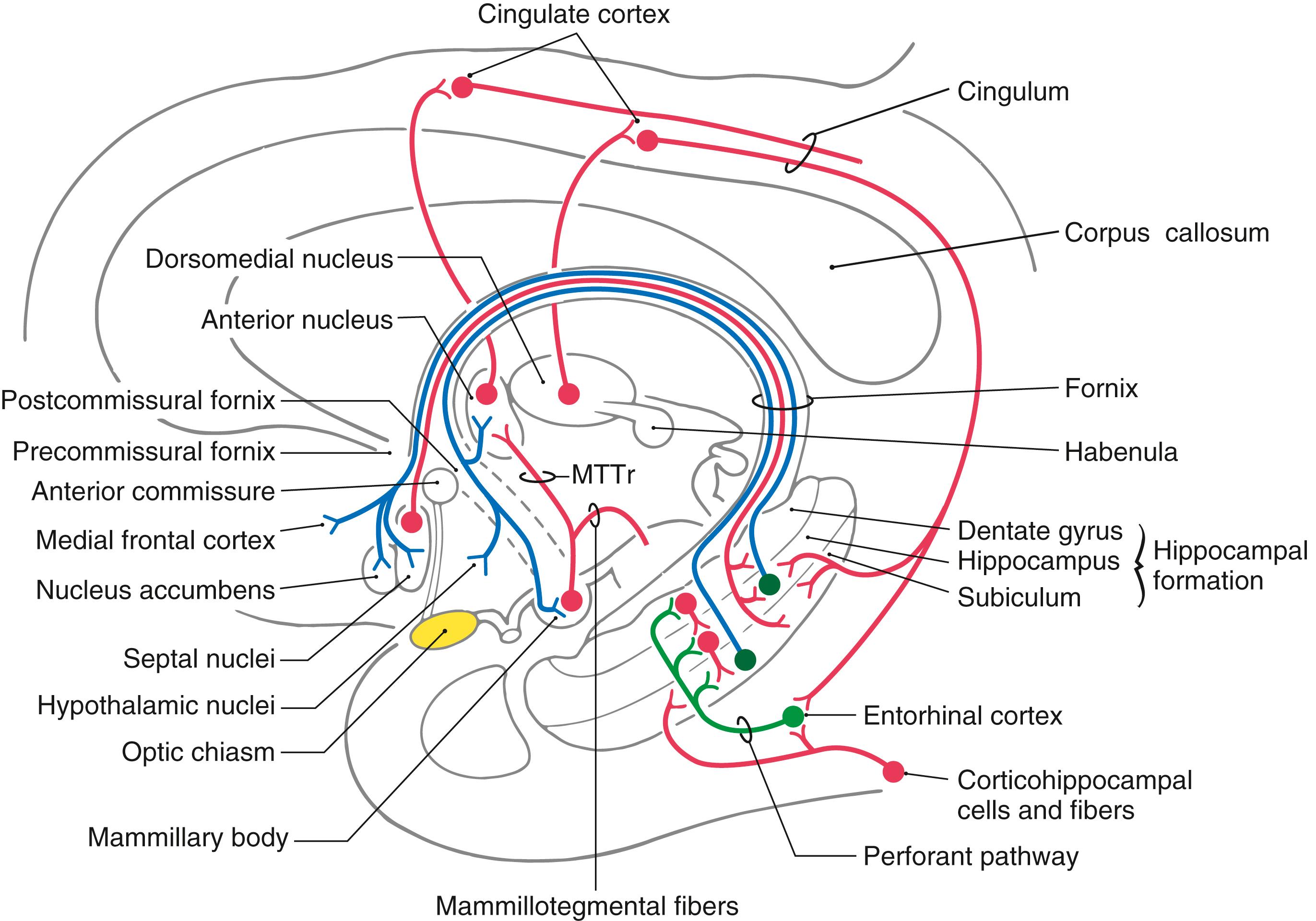 Fig. 31.5, Semidiagrammatic representation of afferent and efferent connections of the hippocampal formation. MTTr, mammillothalamic tract.