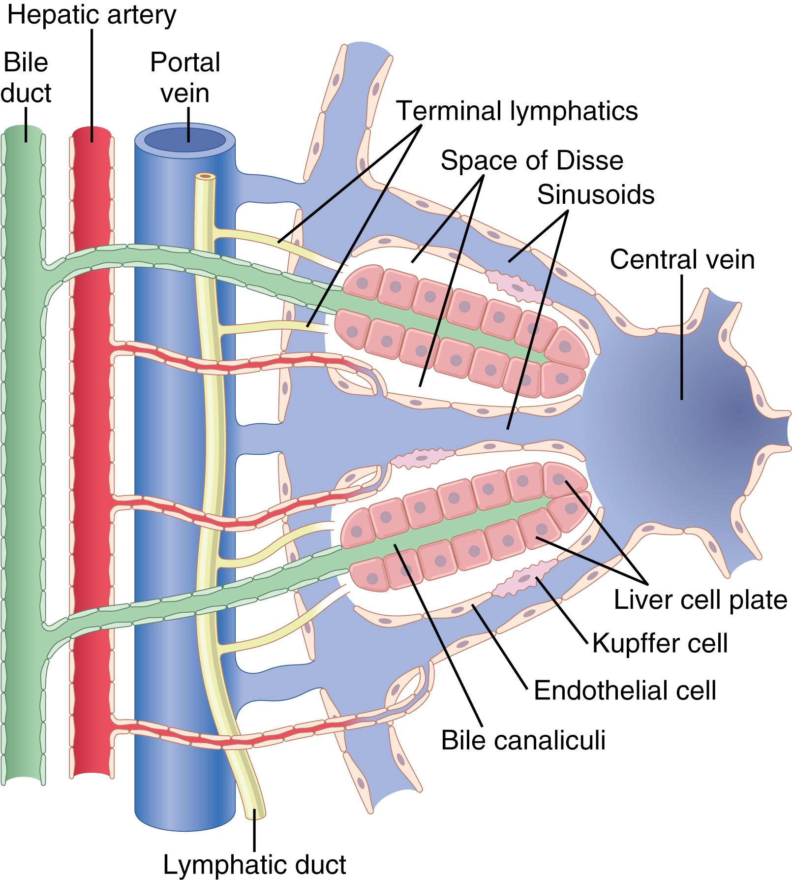 Figure 71-1., Basic structure of a liver lobule, showing the liver cellular plates, the blood vessels, the bile-collecting system, and the lymph flow system composed of the spaces of Disse and the interlobular lymphatics.