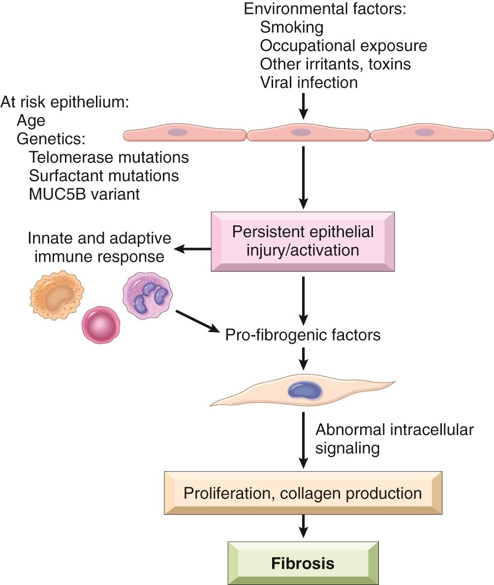 Figure 15.13, Proposed pathogenic mechanisms in idiopathic pulmonary fibrosis. Environmental factors that are potentially injurious to alveolar epithelium interact with genetic or aging-related factors that place epithelium at risk, creating a persistent epithelial injury. Factors secreted from injured/activated epithelium, possibly augmented by factors released from innate and adaptive immune cells responding to “danger” signals produced by damaged epithelium, activate interstitial fibroblasts. There is some evidence that these activated fibroblasts exhibit signaling abnormalities that lead to increased signaling through the PI3K/AKT pathway. The activated fibroblasts synthesize and deposit collagen, leading to interstitial fibrosis and eventual respiratory failure.