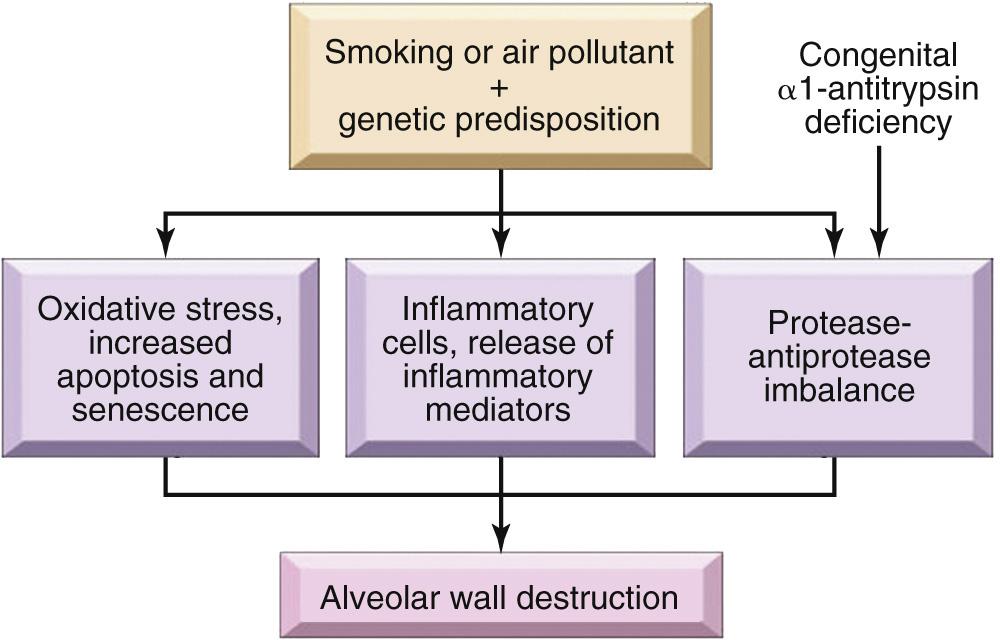 Figure 15.8, Pathogenesis of emphysema. See text for details.