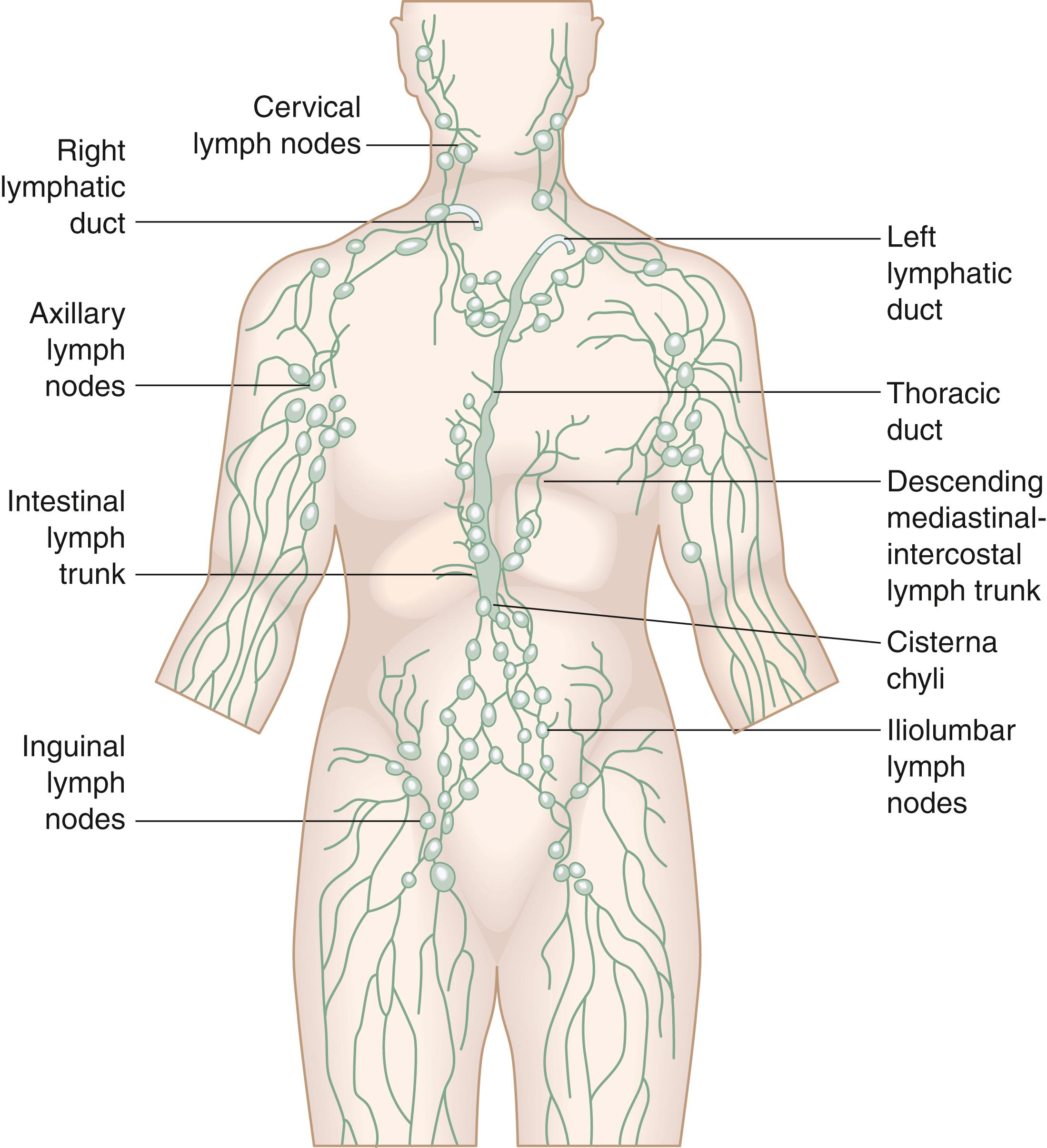 Fig. 66.1, Major anatomic pathways and lymph node groups of the lymphatic system.