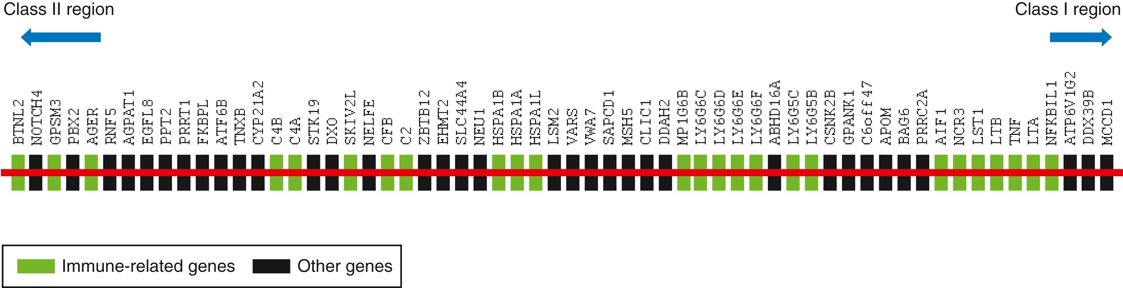 Fig. 51.1, Gene map of the class III region of the major histocompatibility complex. Shown in order but not to scale are 61 genes from centromere to telomere. Genes presenting “immune loci” are marked by green boxes.