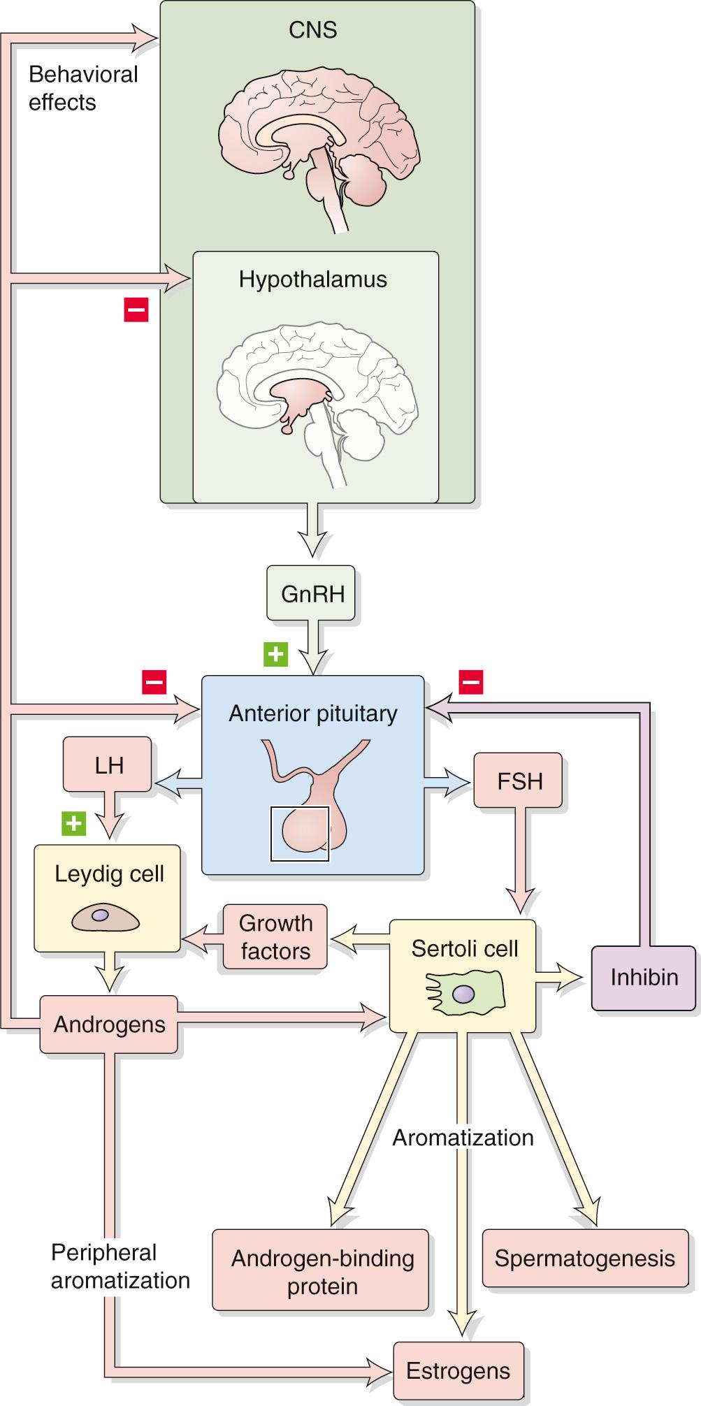 Figure 54-2, Hypothalamic-pituitary-gonadal axis. Small-bodied neurons in the arcuate nucleus and preoptic area of the hypothalamus secrete GnRH, a decapeptide that reaches the gonadotrophs in the anterior pituitary via the long portal veins (see Fig. 47-3 ). Stimulation by GnRH causes the gonadotrophs to synthesize and release LH, which stimulates Leydig cells, and FSH, which stimulates Sertoli cells. Negative feedback on the hypothalamic-pituitary-gonadal axis occurs by two routes. CNS, central nervous system.