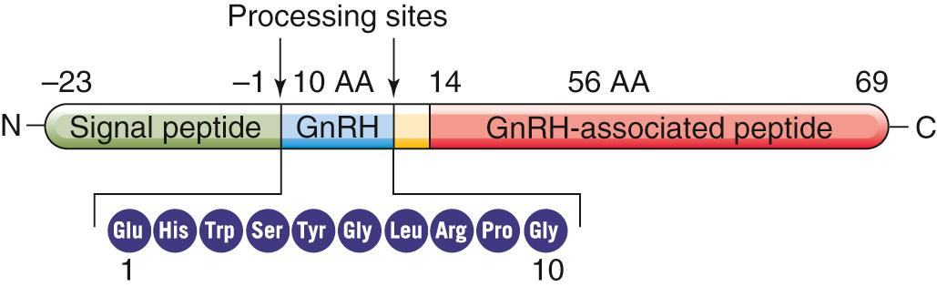 Figure 54-3, Map of the GnRH gene. The mature mRNA encodes a preprohormone with 92 amino acids. Removal of the 23–amino-acid signal sequence yields the 69–amino-acid prohormone. Cleavage of this prohormone yields GnRH. AA, amino acid.