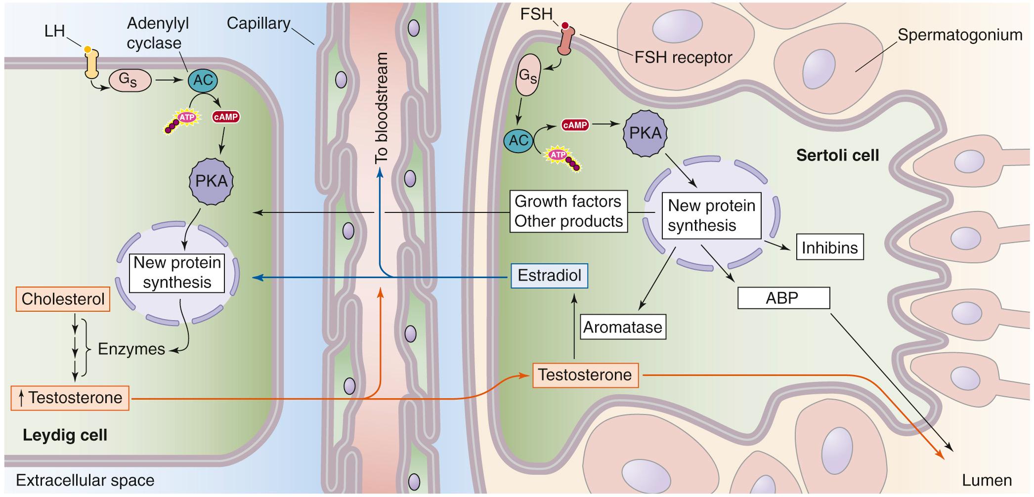 Figure 54-4, Leydig and Sertoli cell physiology. The Leydig cell (left) has receptors for LH. The binding of LH increases testosterone synthesis. The Sertoli cell (right) has receptors for FSH. (Useful mnemonics: L for LH and Leydig, S for FSH and Sertoli.) FSH promotes the synthesis of androgen-binding protein (ABP), aromatase, growth factors, and inhibin. There is crosstalk between Leydig cells and Sertoli cells. The Leydig cells make testosterone, which acts on Sertoli cells. Conversely, the Sertoli cells convert some of this testosterone to estradiol (because of the presence of aromatase), which can act on the Leydig cells. Sertoli cells also generate growth factors that act on the Leydig cells.