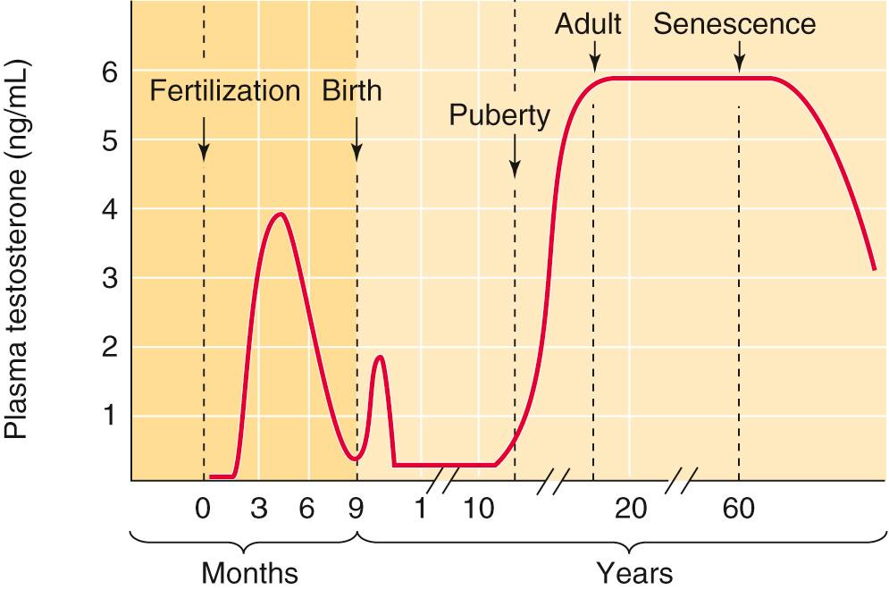 Figure 54-5, Plasma testosterone level as a function of age in human males.