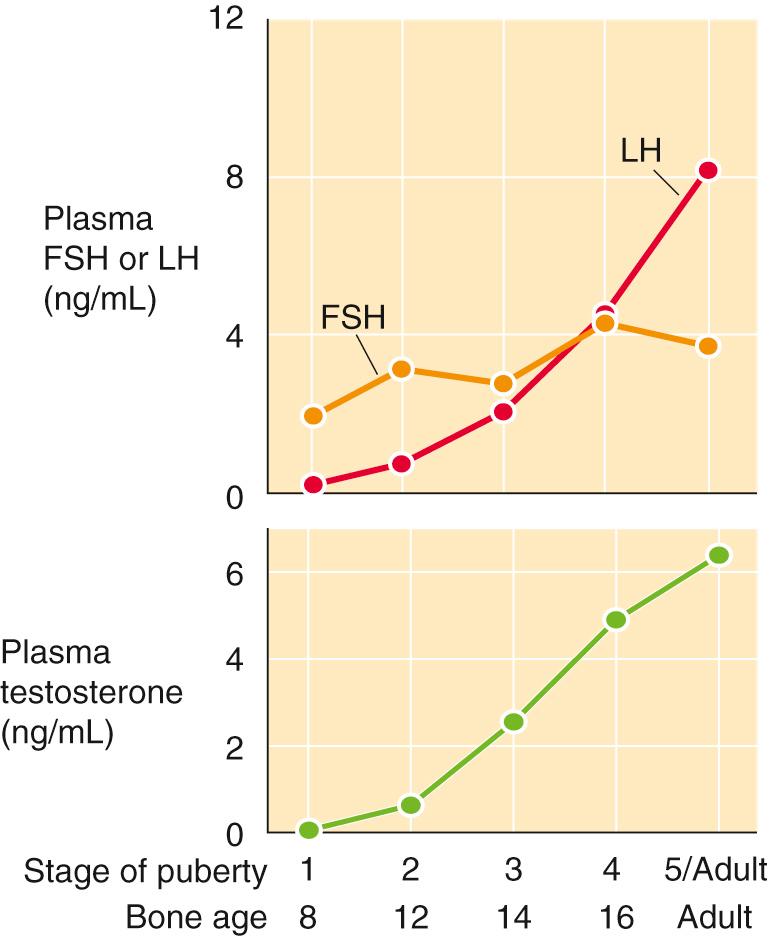 eFigure 54-1, Plasma levels of FSH, LH, and testosterone from puberty to adulthood. The upper panel shows how plasma levels of biologically active LH and FSH increase during puberty, expressed in terms of both the stages of puberty and bone age. The lower panel shows the concomitant rise in plasma levels of testosterone. LH stimulates Leydig cells to synthesize testosterone. FSH indirectly promotes testosterone synthesis by stimulating the Sertoli cells to produce factors that act on Leydig cells.