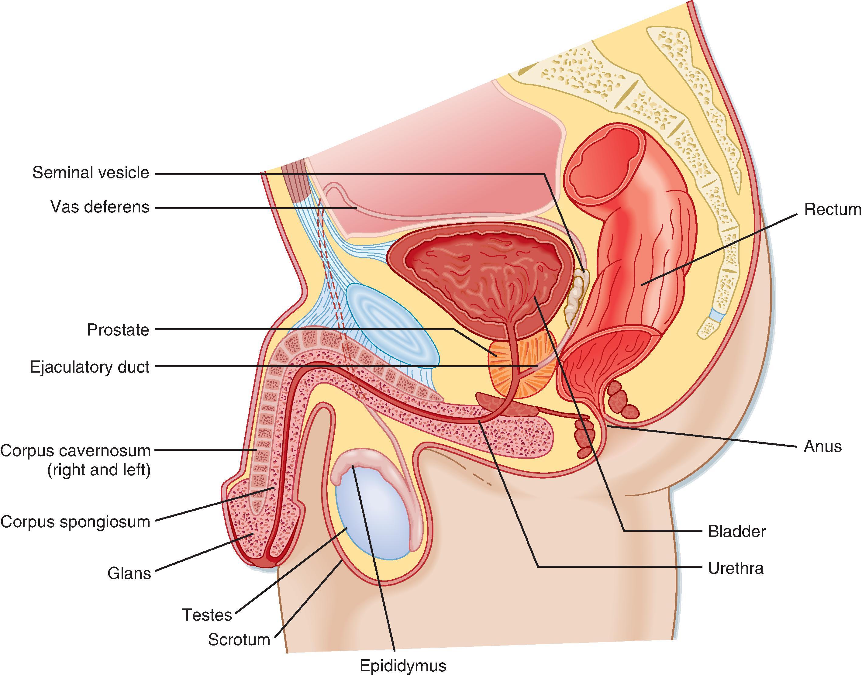 Fig. 44.1, Anatomy of the male reproductive system.