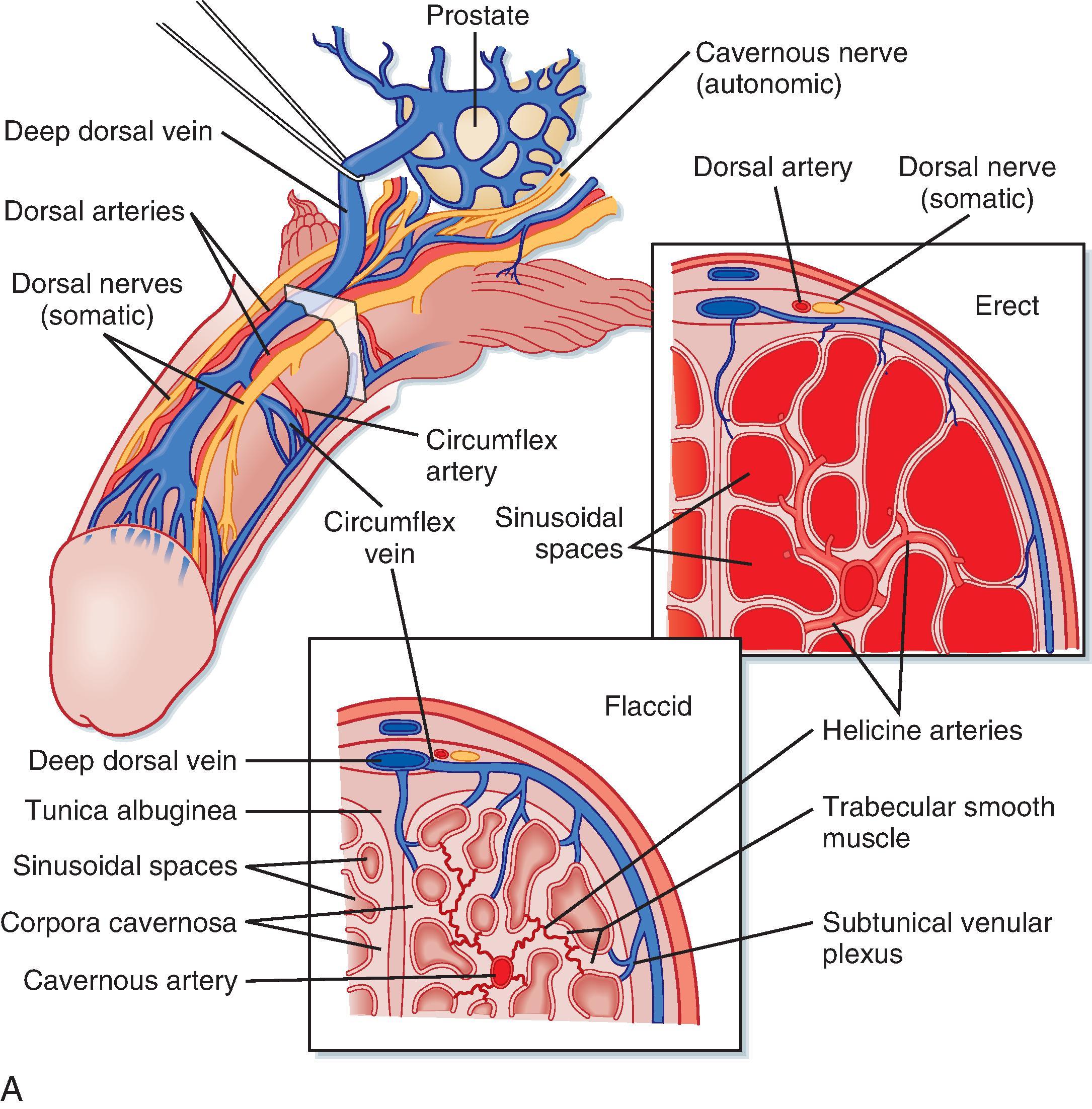 Fig. 44.12, A, Arrangement of the vasculature and cavernous tissue within the penis. During the flaccid state, blood flow into the cavernous spaces is limited by contraction of the helicine arteries. B, Outline of neurovascular events leading to penile erection.