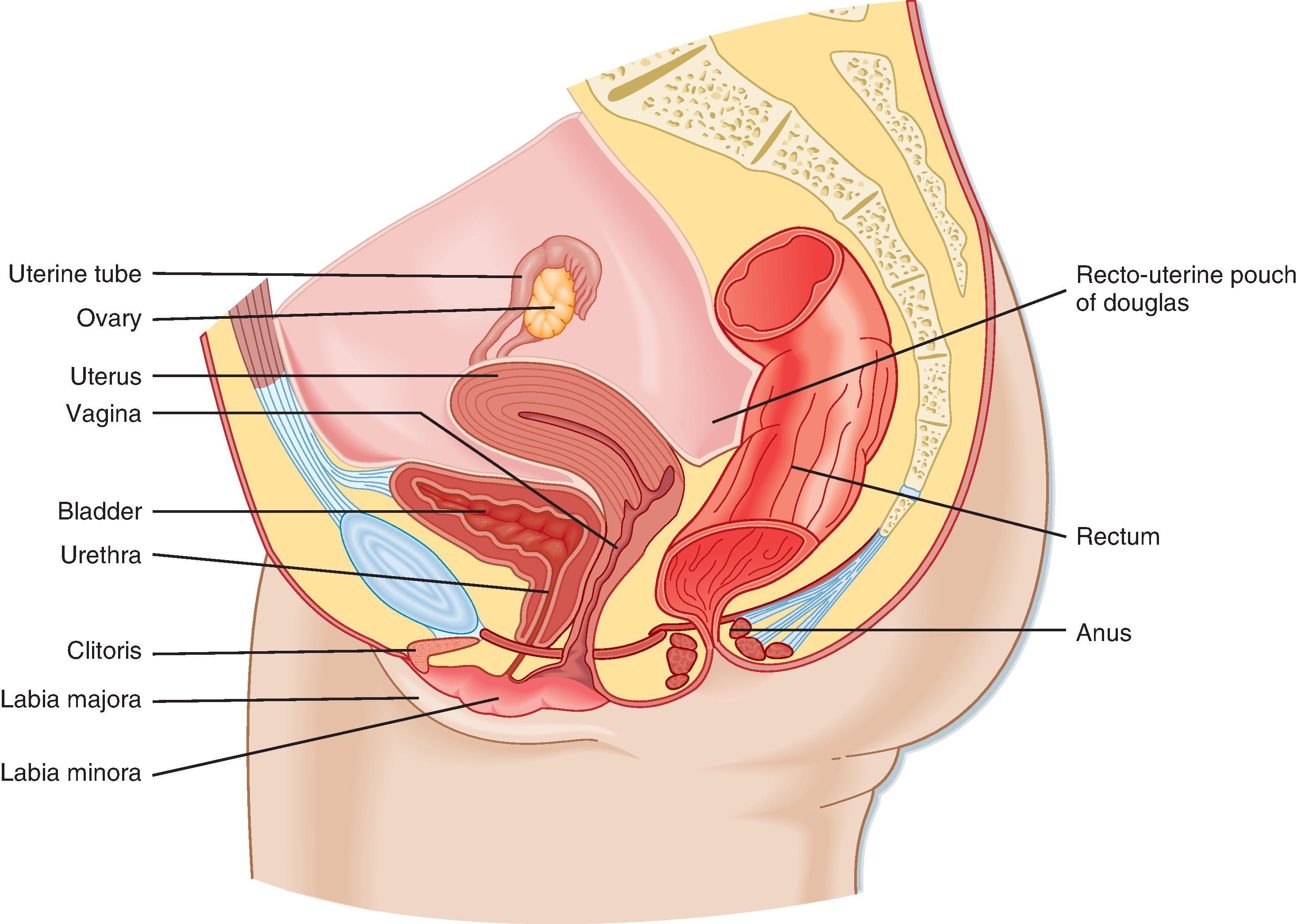 Fig. 44.13, Anatomy of the female reproductive system.