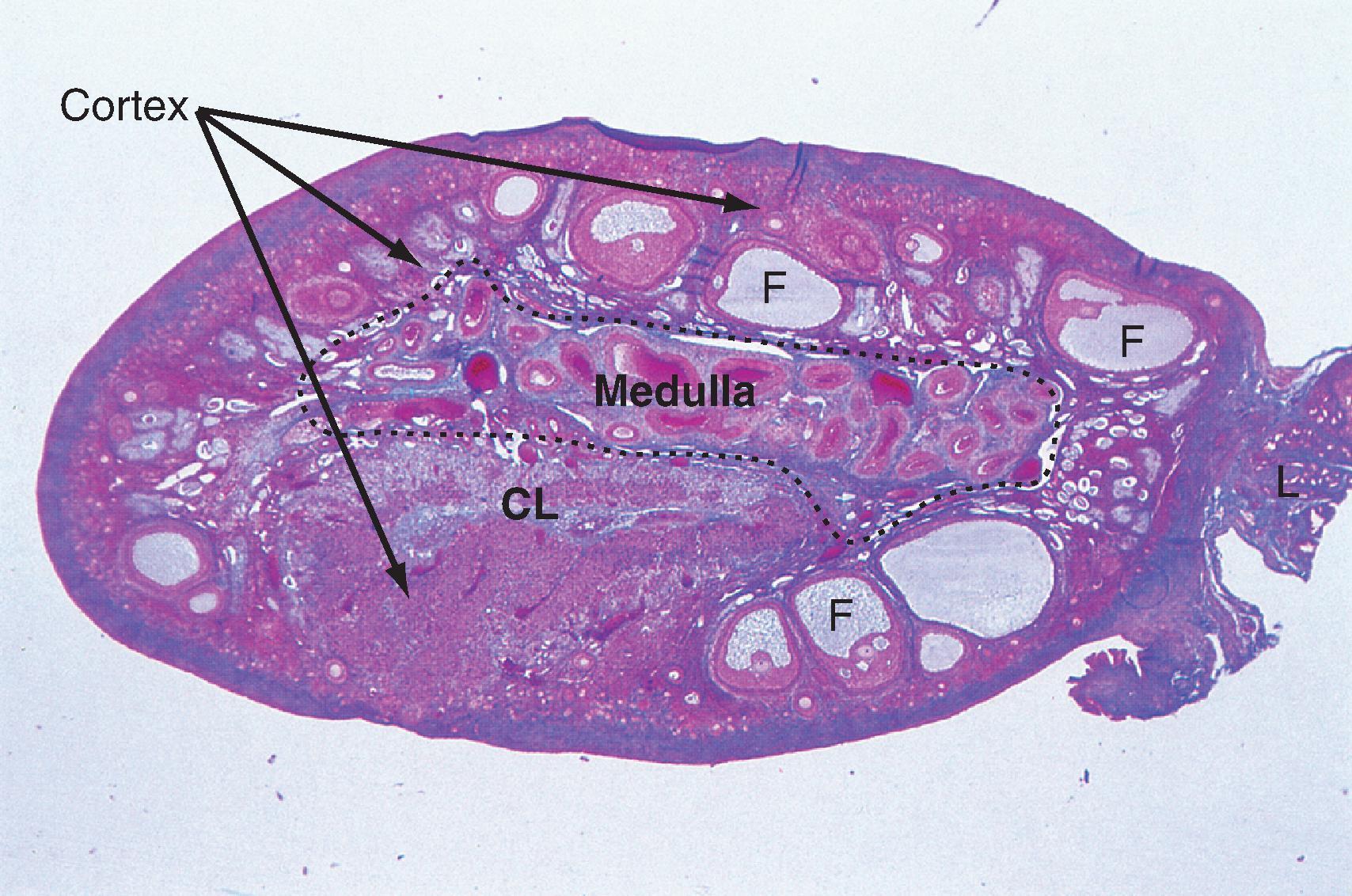 Fig. 44.14, Histology of the ovary. CL , Corpus luteum; F , Follicle.