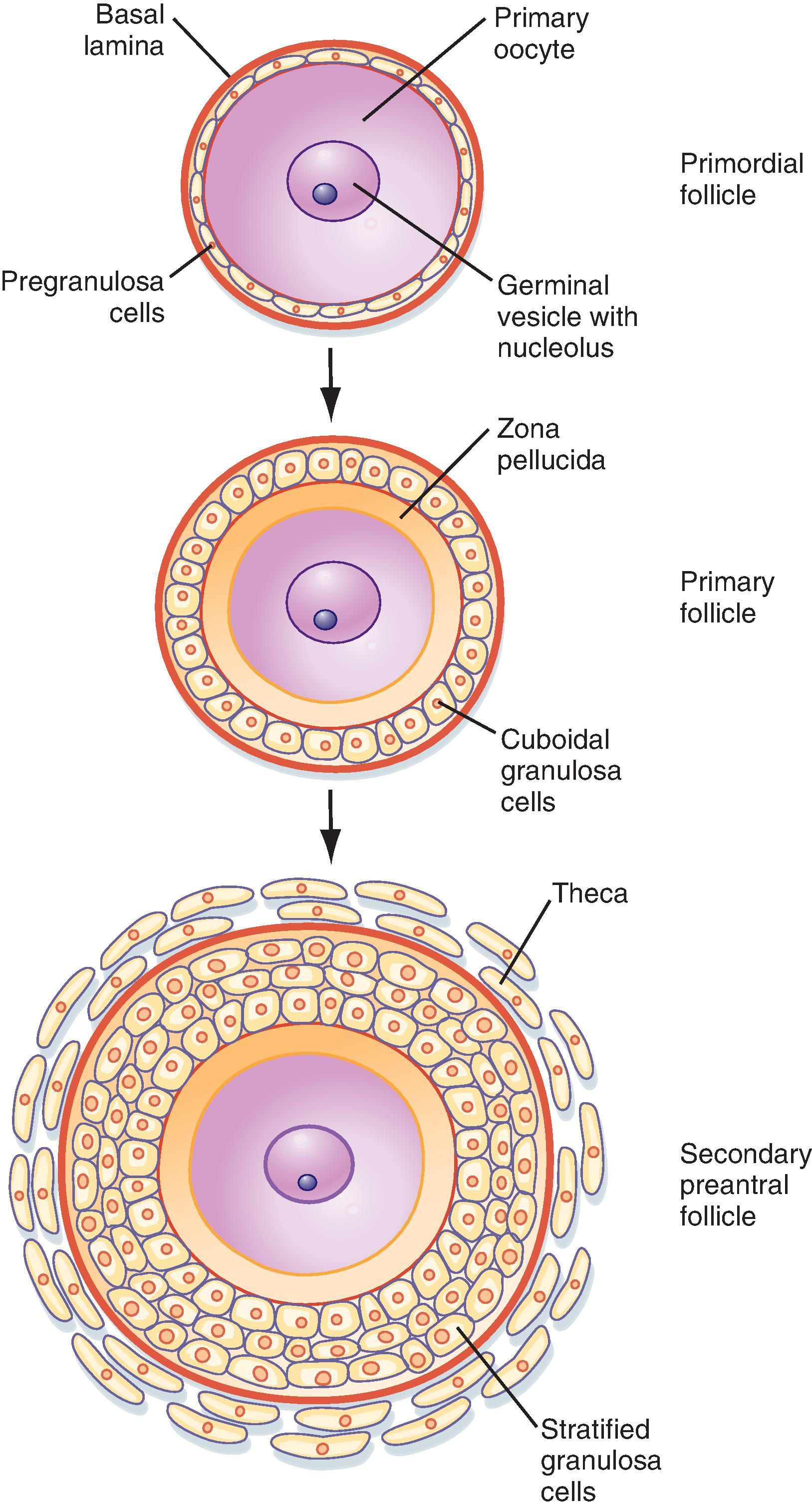 Fig. 44.15, Development of a primordial follicle up to a secondary preantral follicle.