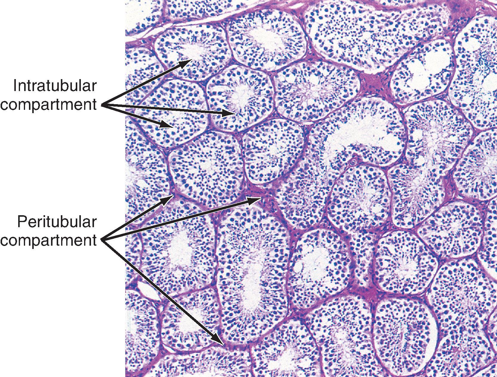 Fig. 44.3, Histology of a testicular lobule.