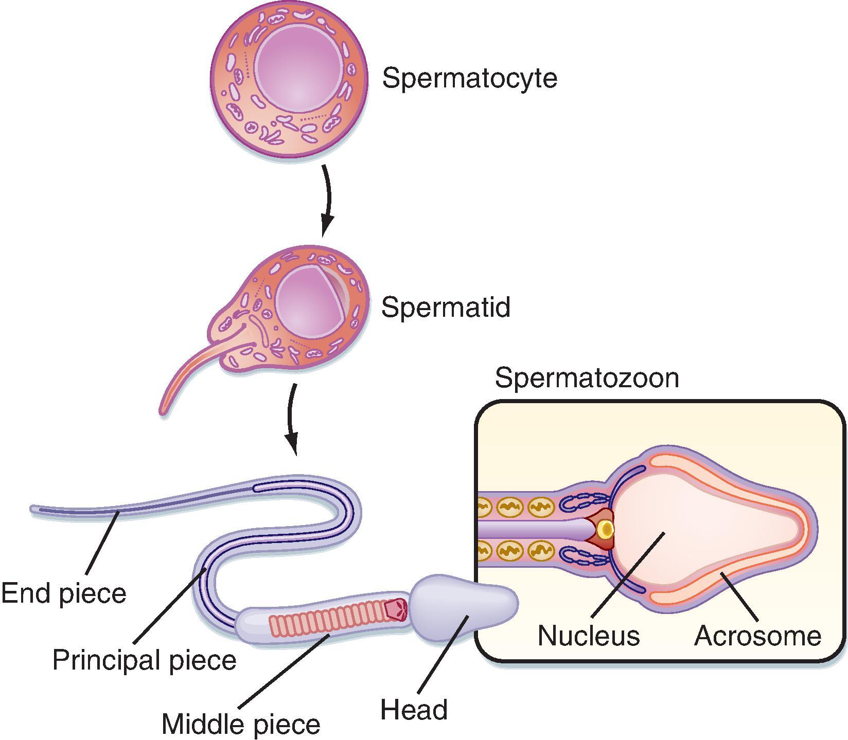 Fig. 44.5, Structure of sperm cells during the process of spermatogenesis and spermiogenesis.