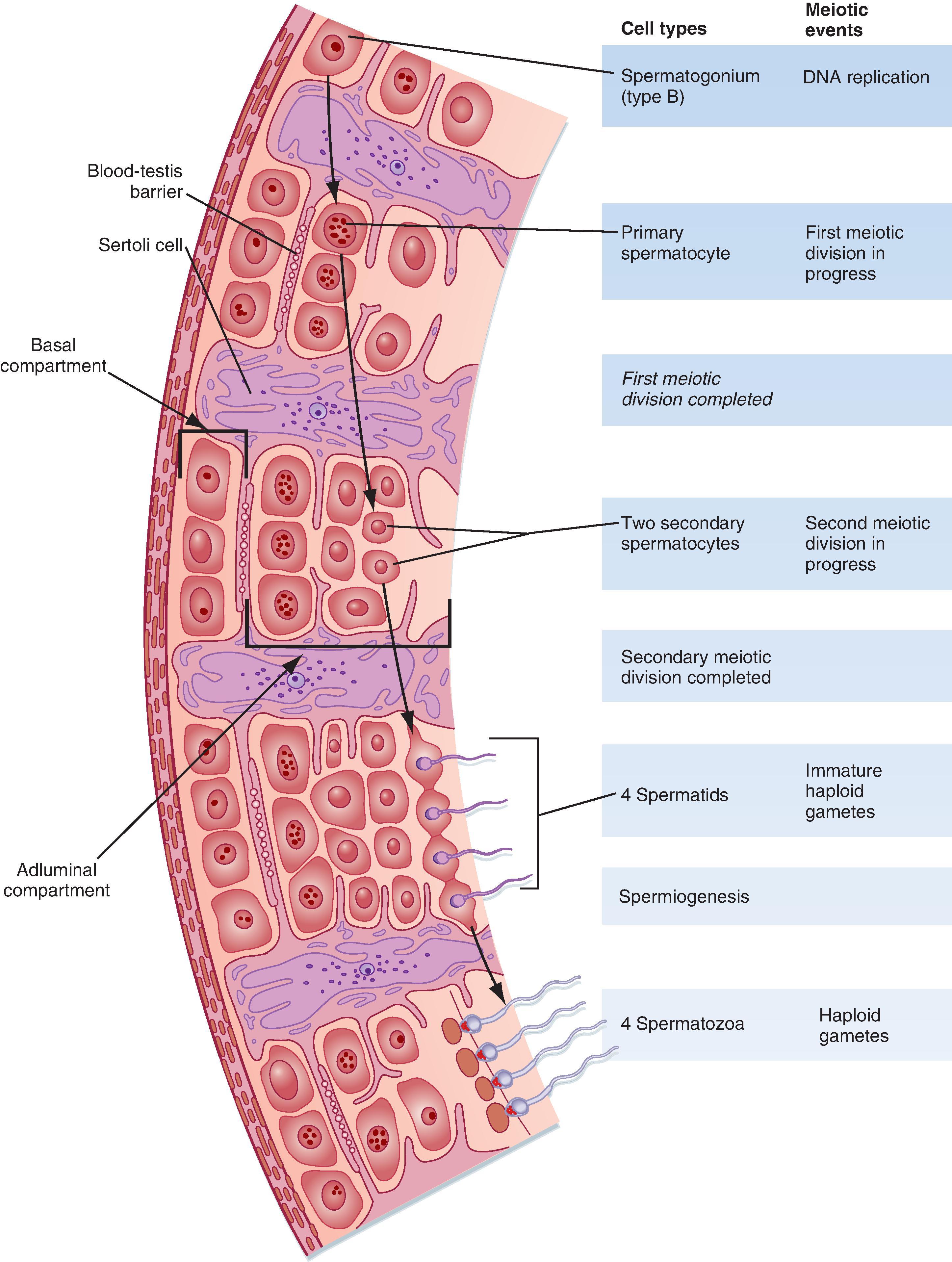 Fig. 44.6, Placement of germ cells within seminiferous tubule as they progress through spermatogenesis.