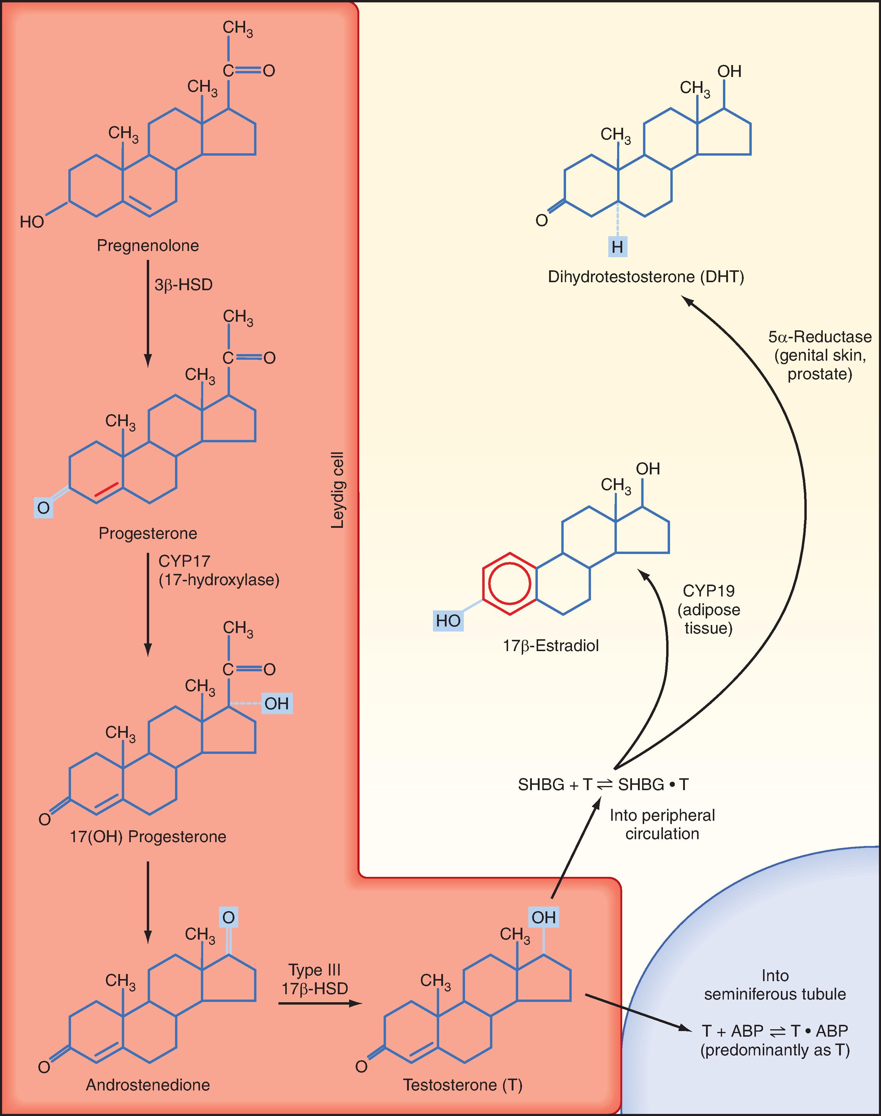 Fig. 44.8, Steroidogenic pathway in Leydig cells (the first step of converting cholesterol to pregnenolone is omitted). Testosterone is sequestered by binding to androgen-binding protein (ABP) within the seminiferous tubules or circulates within the peripheral circulation bound to sex hormone–binding globulin (SHBG) and can be peripherally converted to dihydrotestosterone (DHT) or 17β-estradiol (E 2 ).