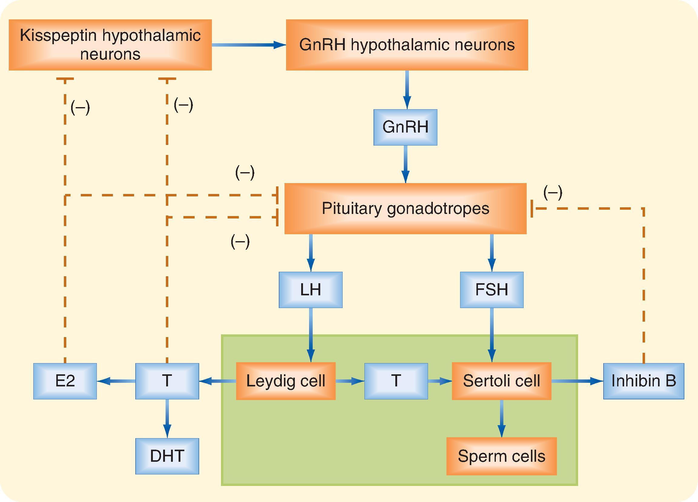 Fig. 44.10, The hypothalamic-pituitary-testicular axis. DHT, Dihydrotestosterone; E 2 , estradiol; T , testosterone.