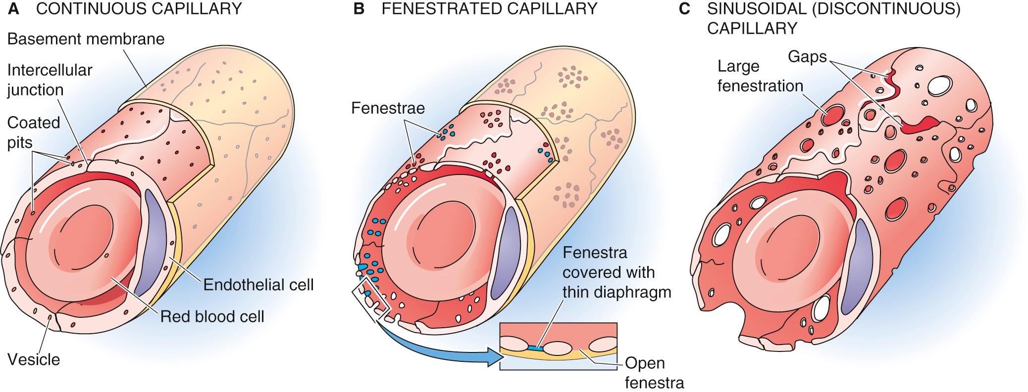 Figure 20-3, Three types of capillaries.