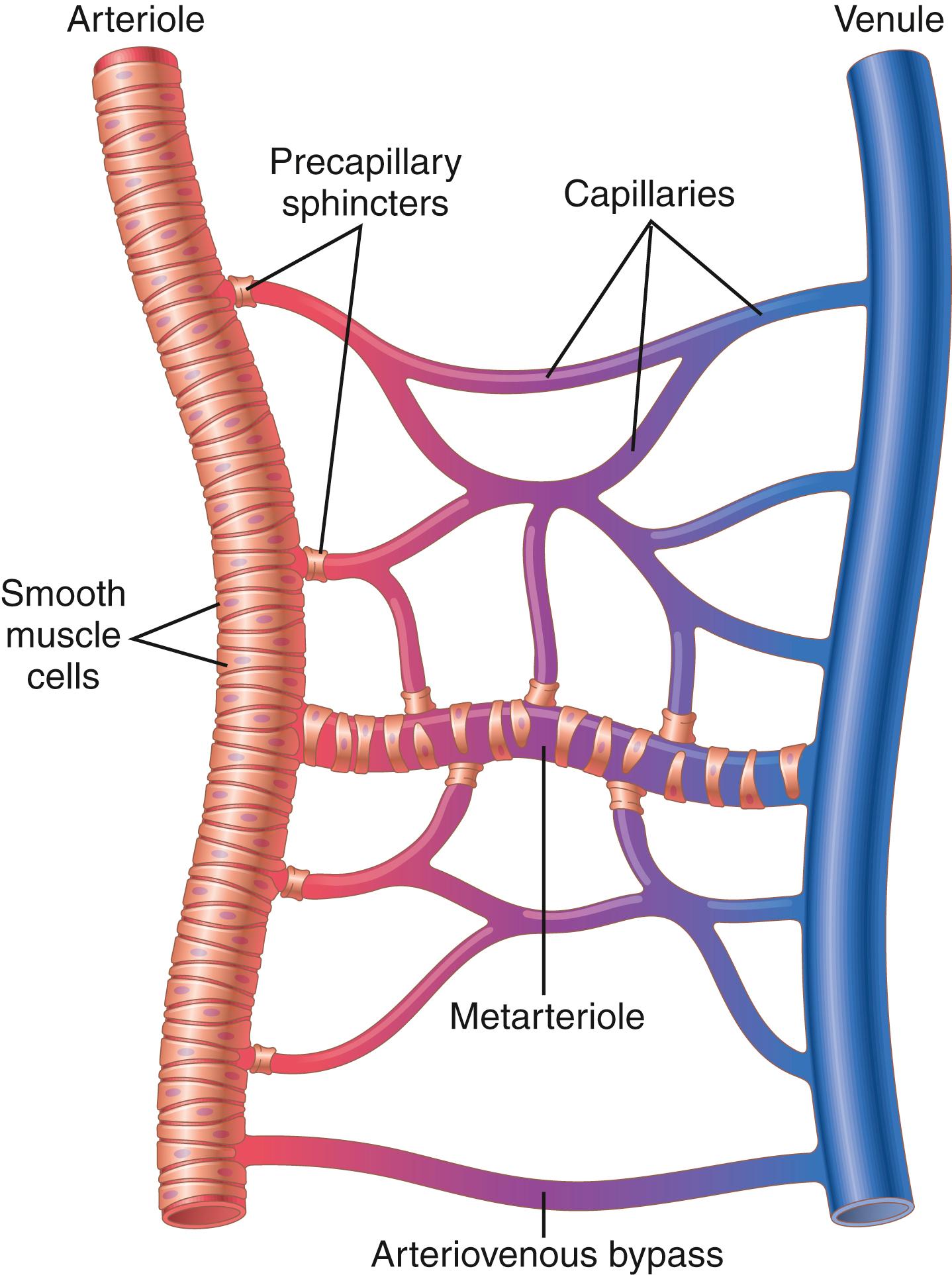 Figure 16-1, Components of the microcirculation.