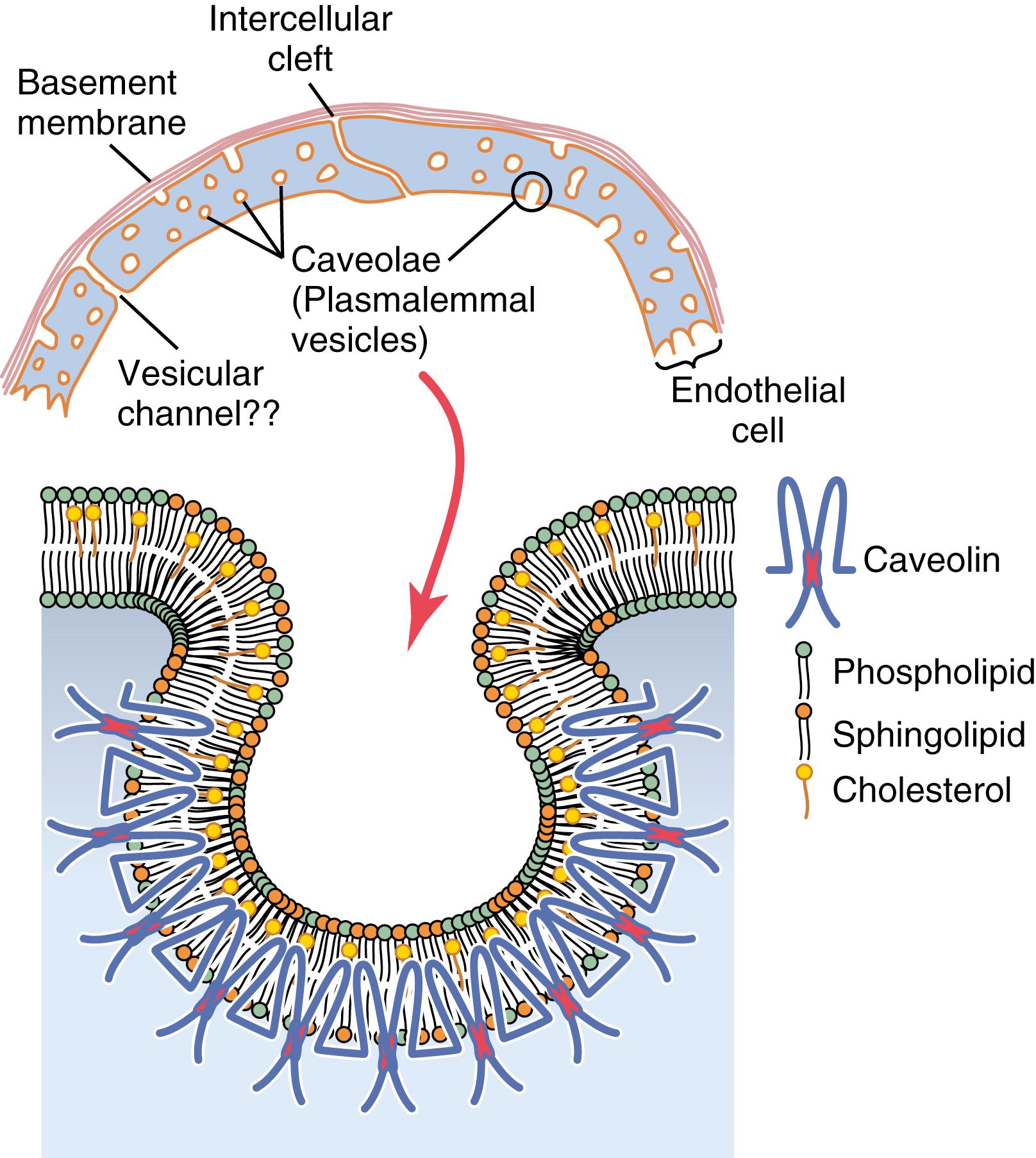 Figure 16-2, Structure of the capillary wall. Note especially the intercellular cleft at the junction between adjacent endothelial cells. It is believed that most water-soluble substances diffuse through the capillary membrane along the clefts. Small membrane invaginations, called caveolae , are believed to play a role in transporting macromolecules across the cell membrane. Caveolae contain caveolins, which are proteins that interact with cholesterol and polymerize to form the caveolae.