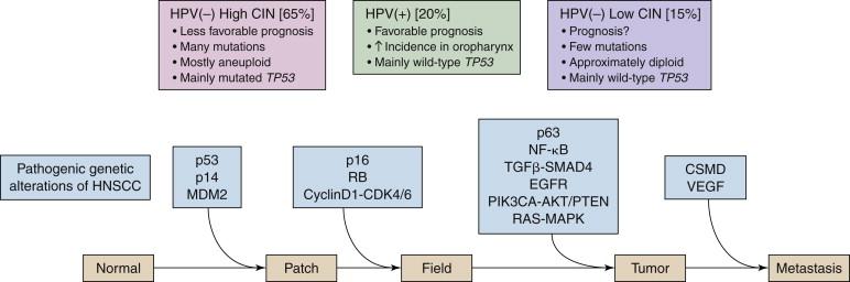 Figure 33-2, A hypothetical model of HNSCC development depicting the genetic alterations implicated in the process by current data.