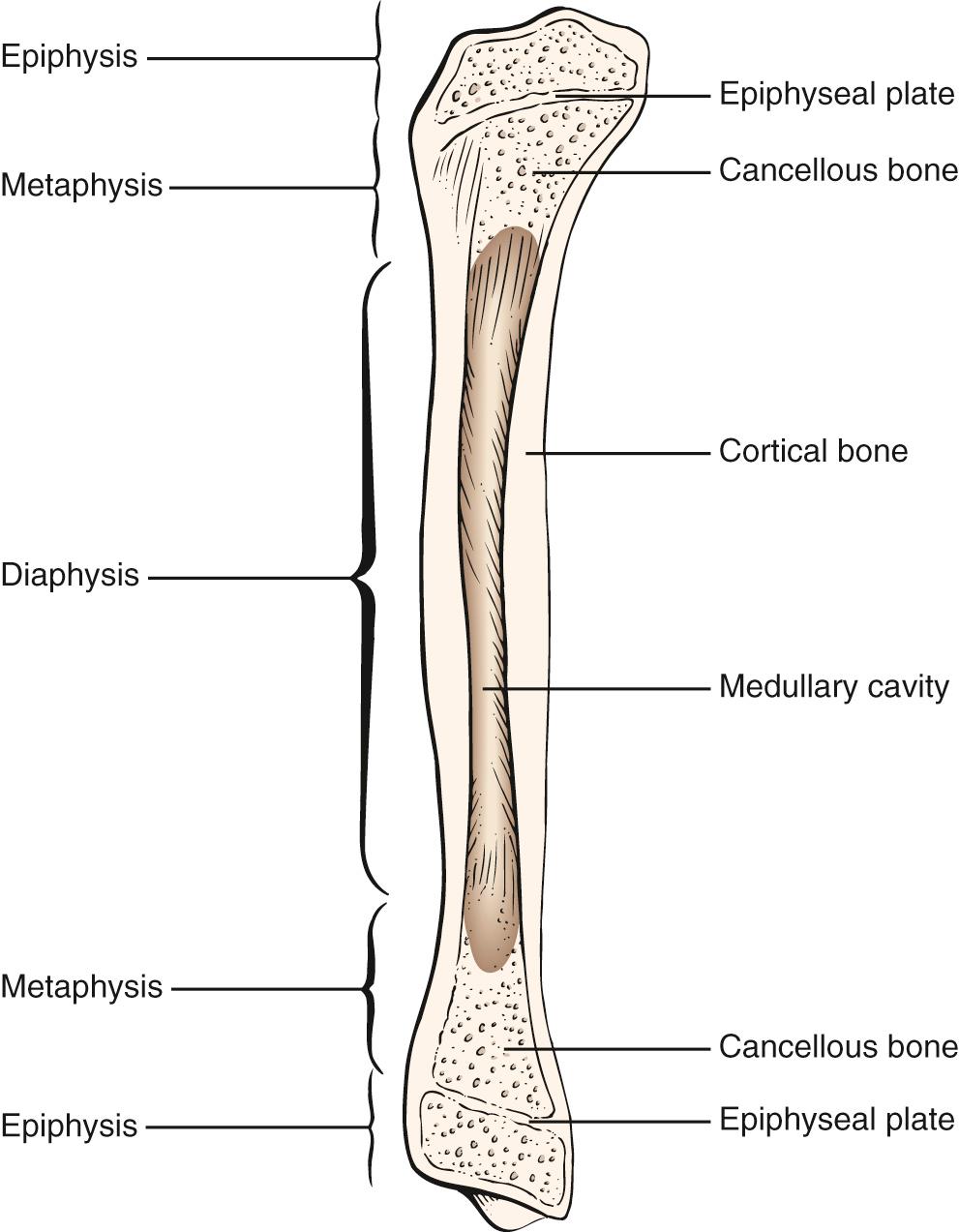 Fig. 20.1, Anatomy of a Long Bone.