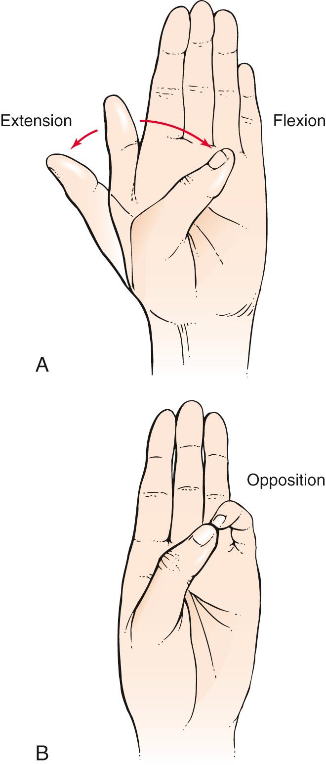 Fig. 20.12, Range of Motion of the Thumb.