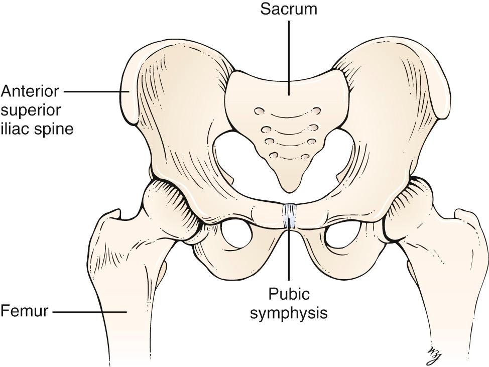 Fig. 20.13, Anatomy of the Hip Joint.