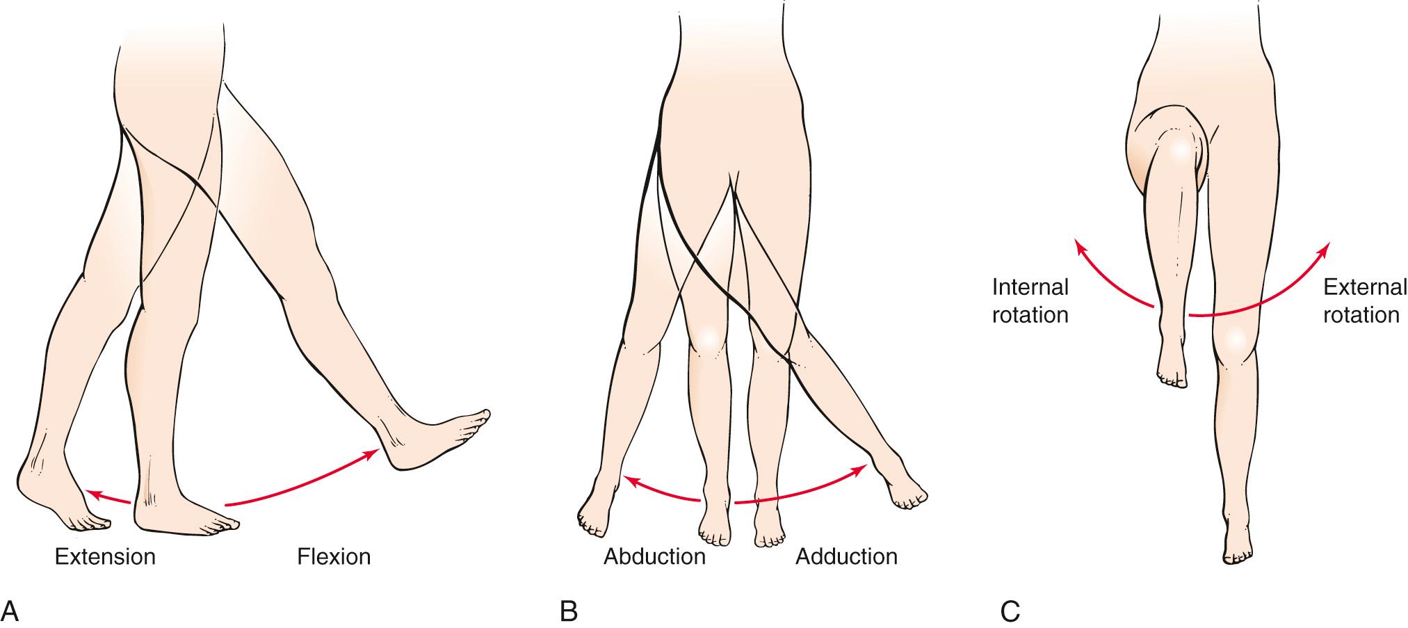 Fig. 20.14, Range of Motion at the Hip Joint.