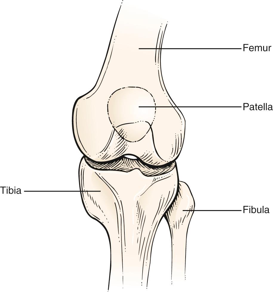 Fig. 20.15, Anatomy of the Knee Joint.