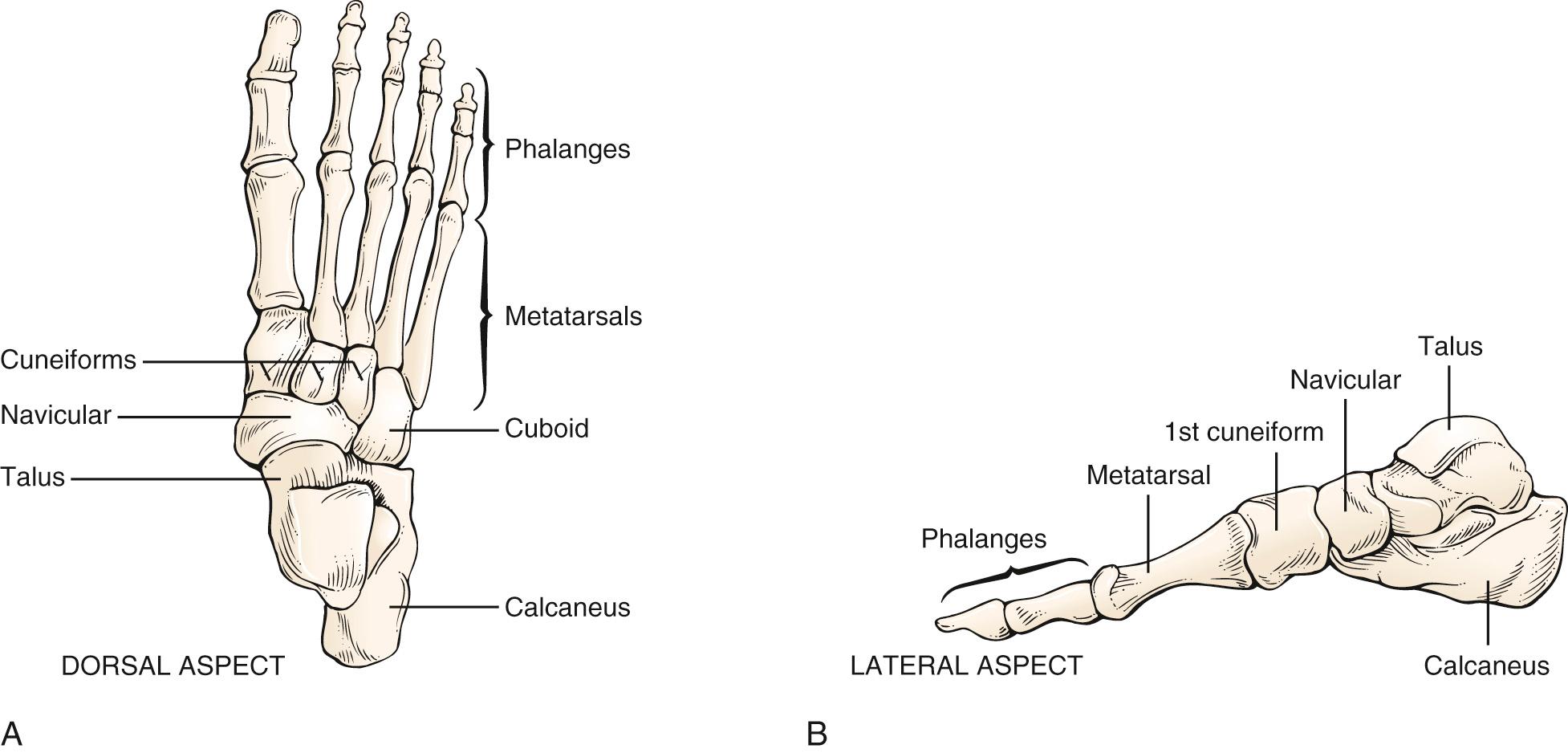 Fig. 20.17, Anatomy of the Ankle and Foot Joints.