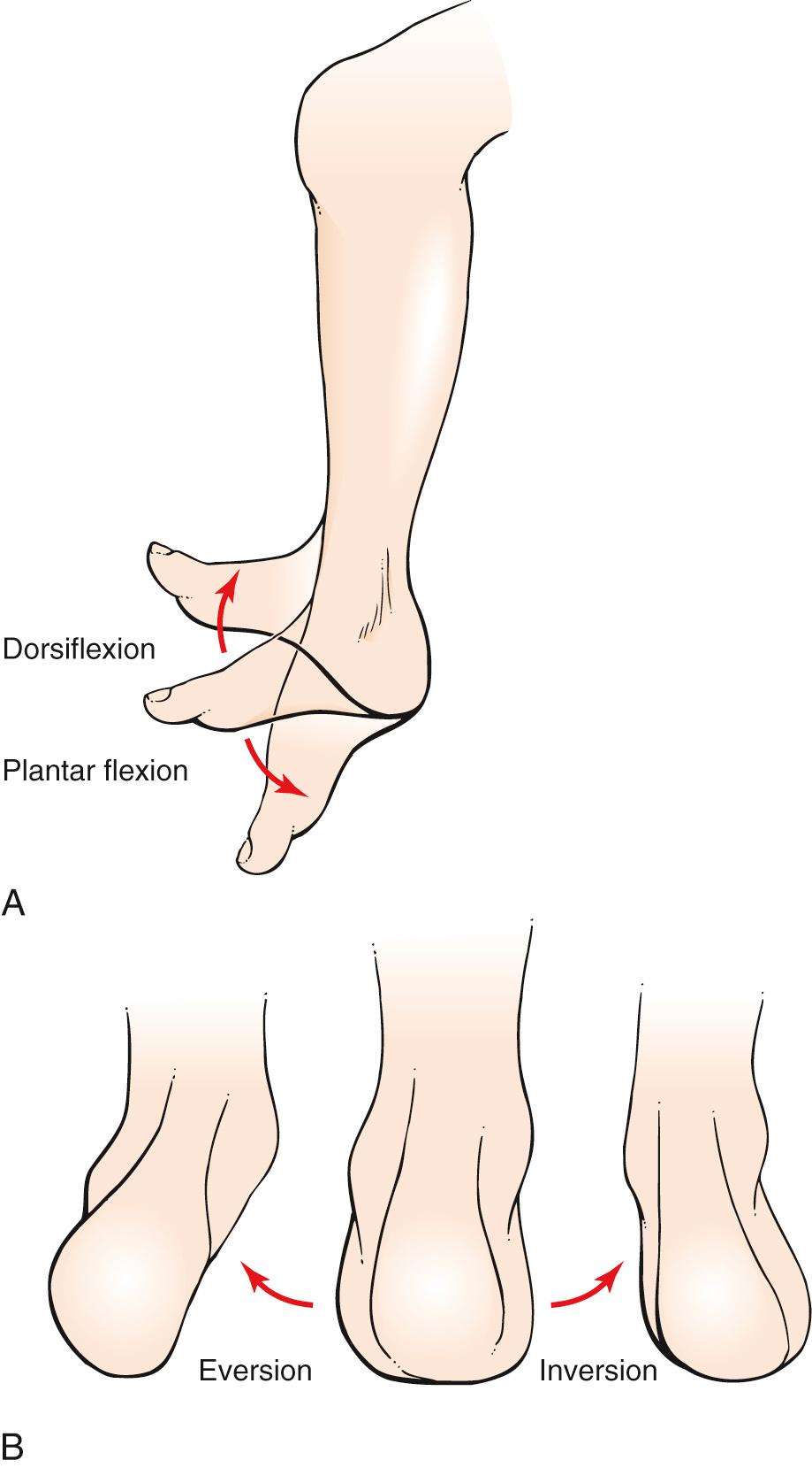 Fig. 20.18, Range of Motion at the Ankle and Foot Joints.